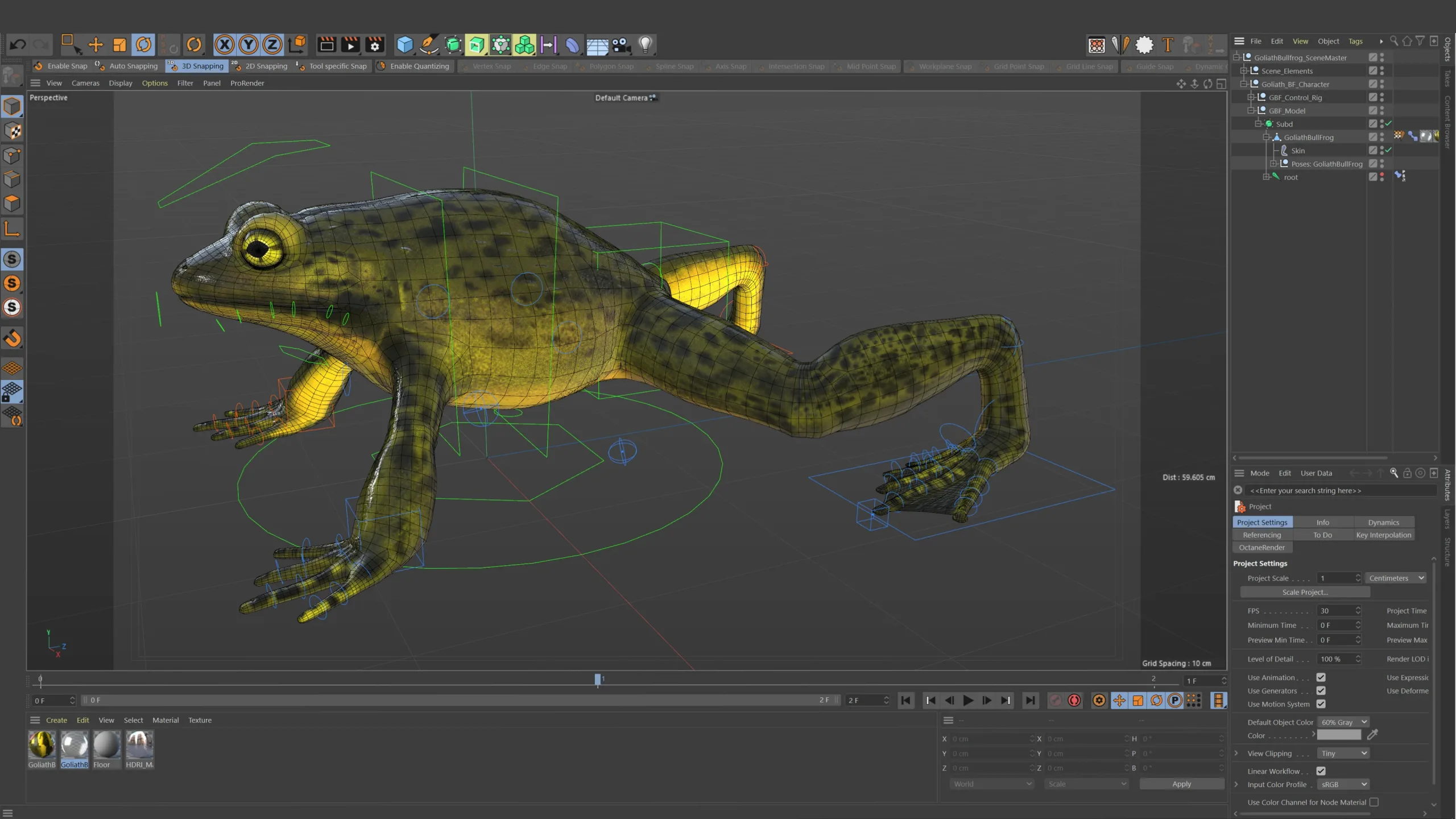 Goliath Bullfrog - Animated