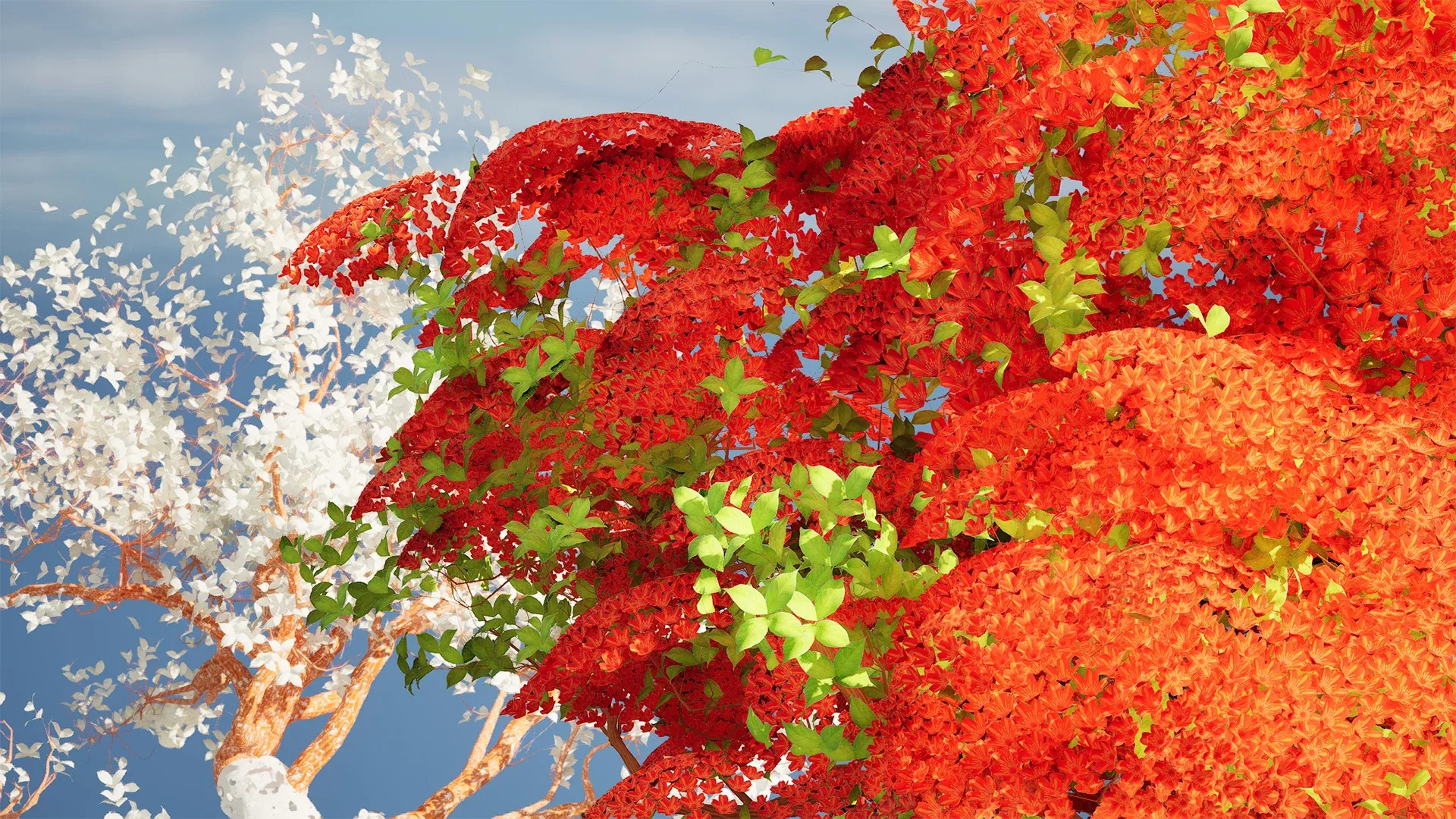 Red Royal Poinciana trees