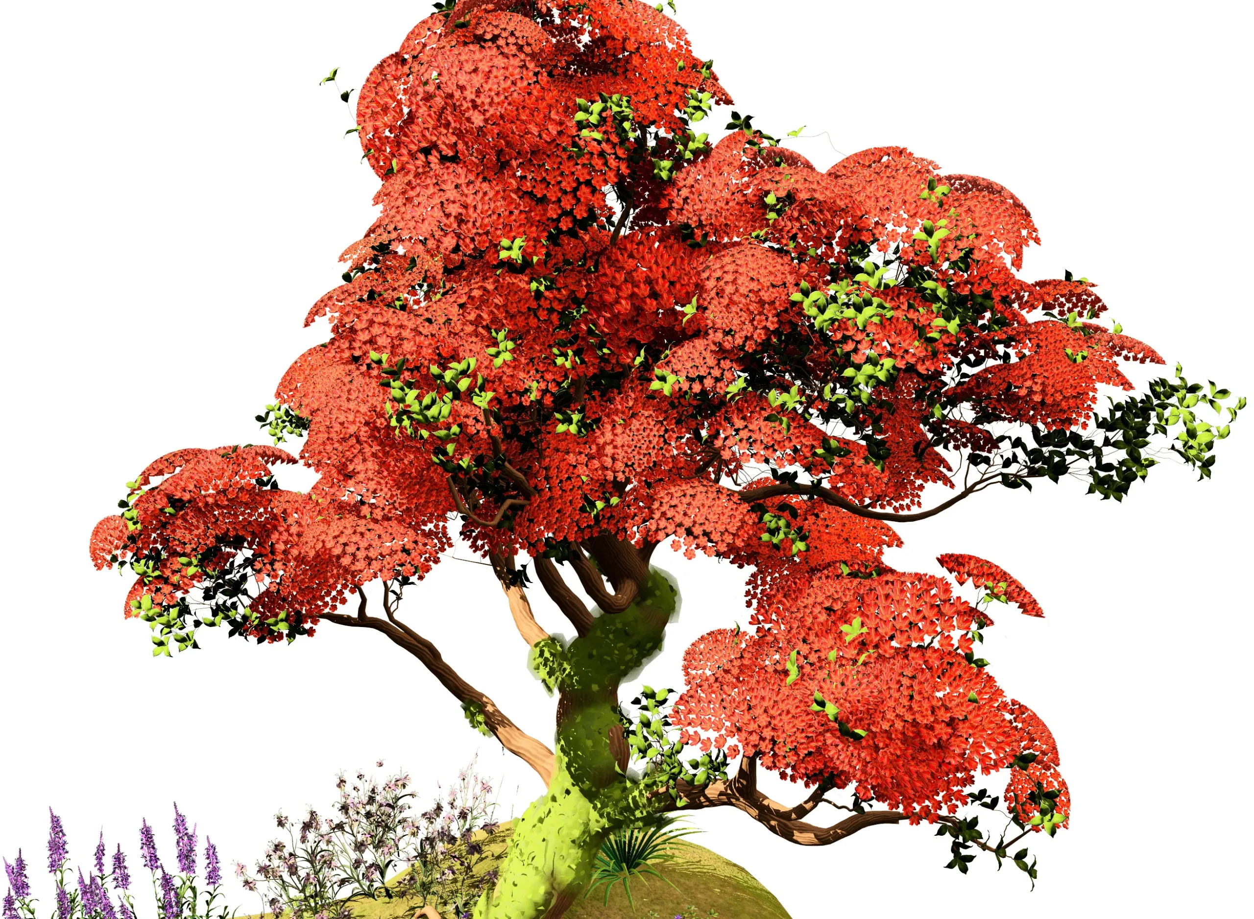 Red Royal Poinciana trees