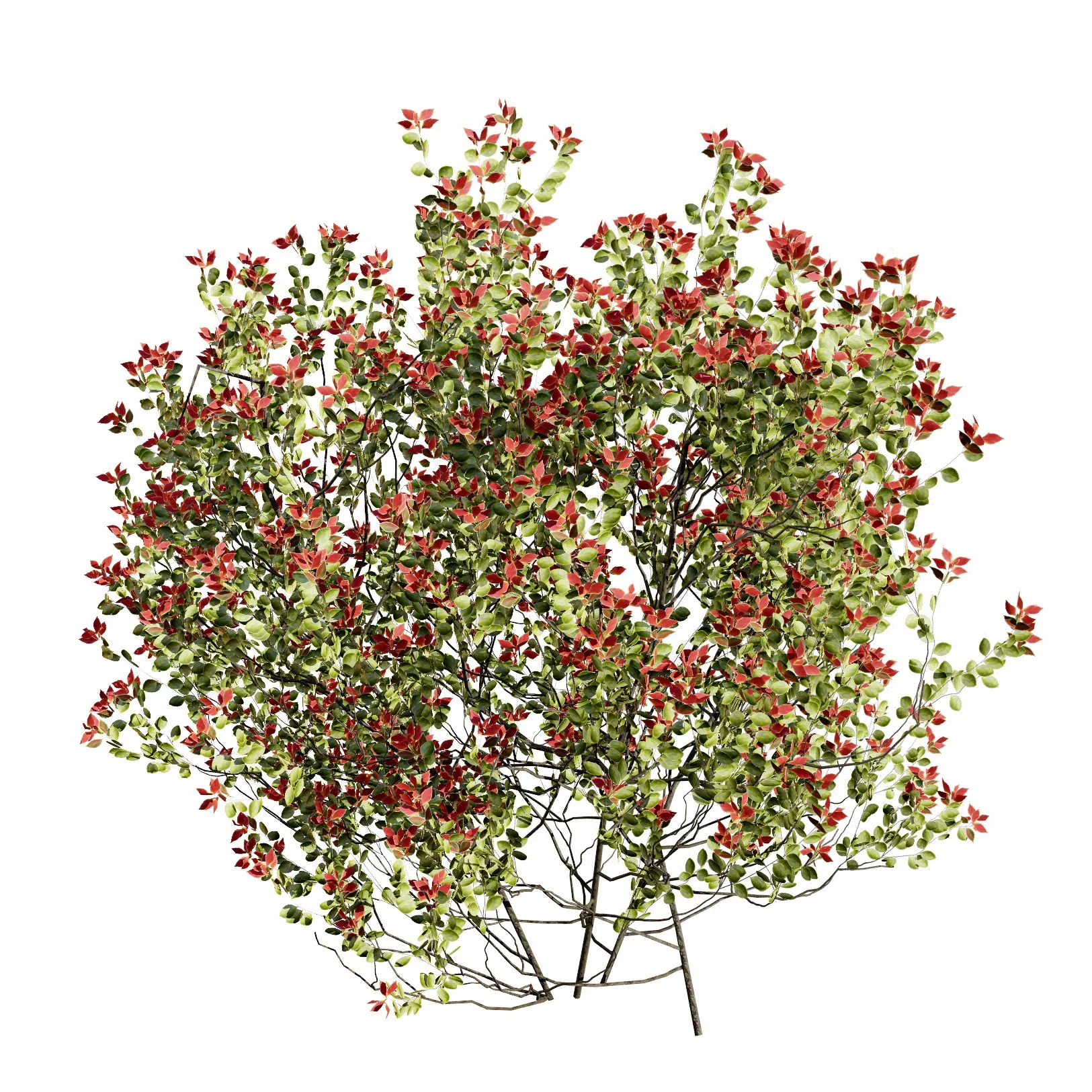 Aronia Melanocarpa 3 season 3d model