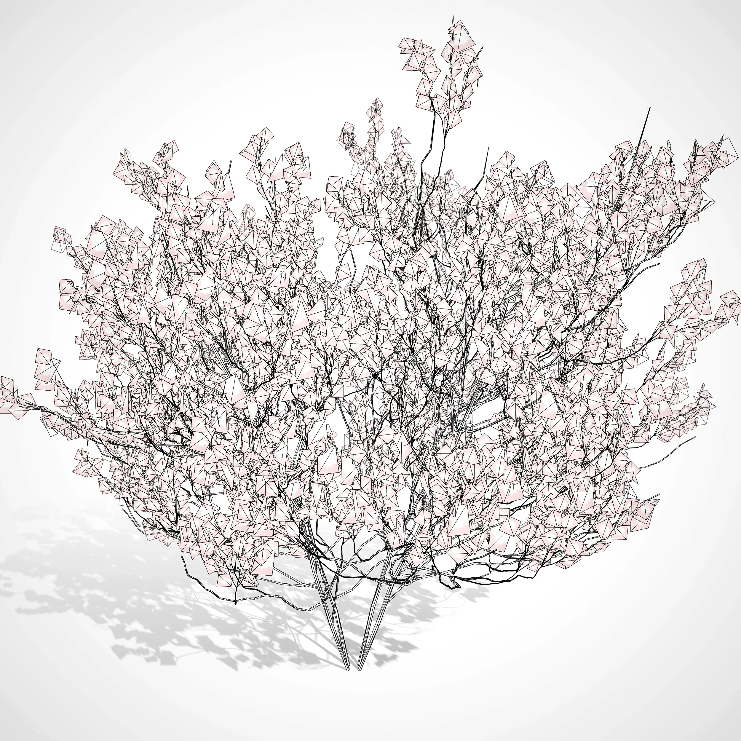 Aronia Melanocarpa 3 season 3d model