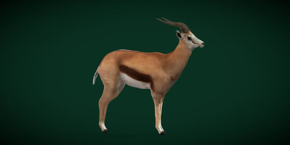 Springbok Antelope Animal