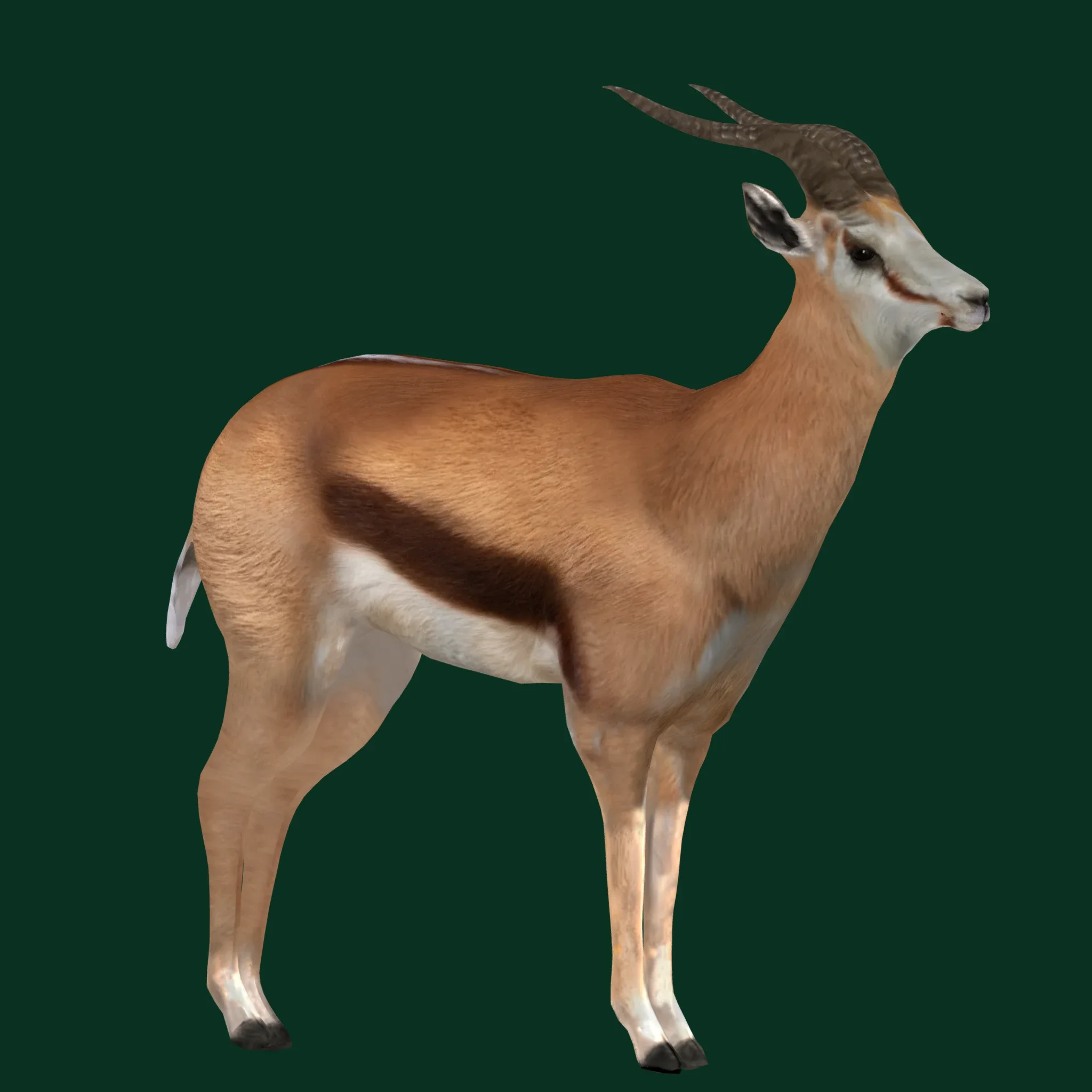 Springbok Antelope Animal