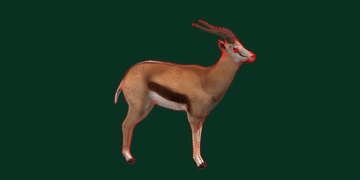 Springbok Antelope Animal