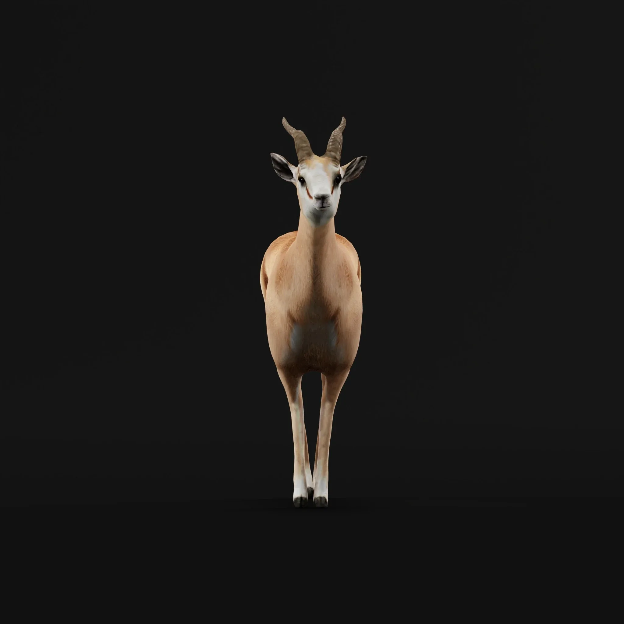 Springbok Antelope Animal