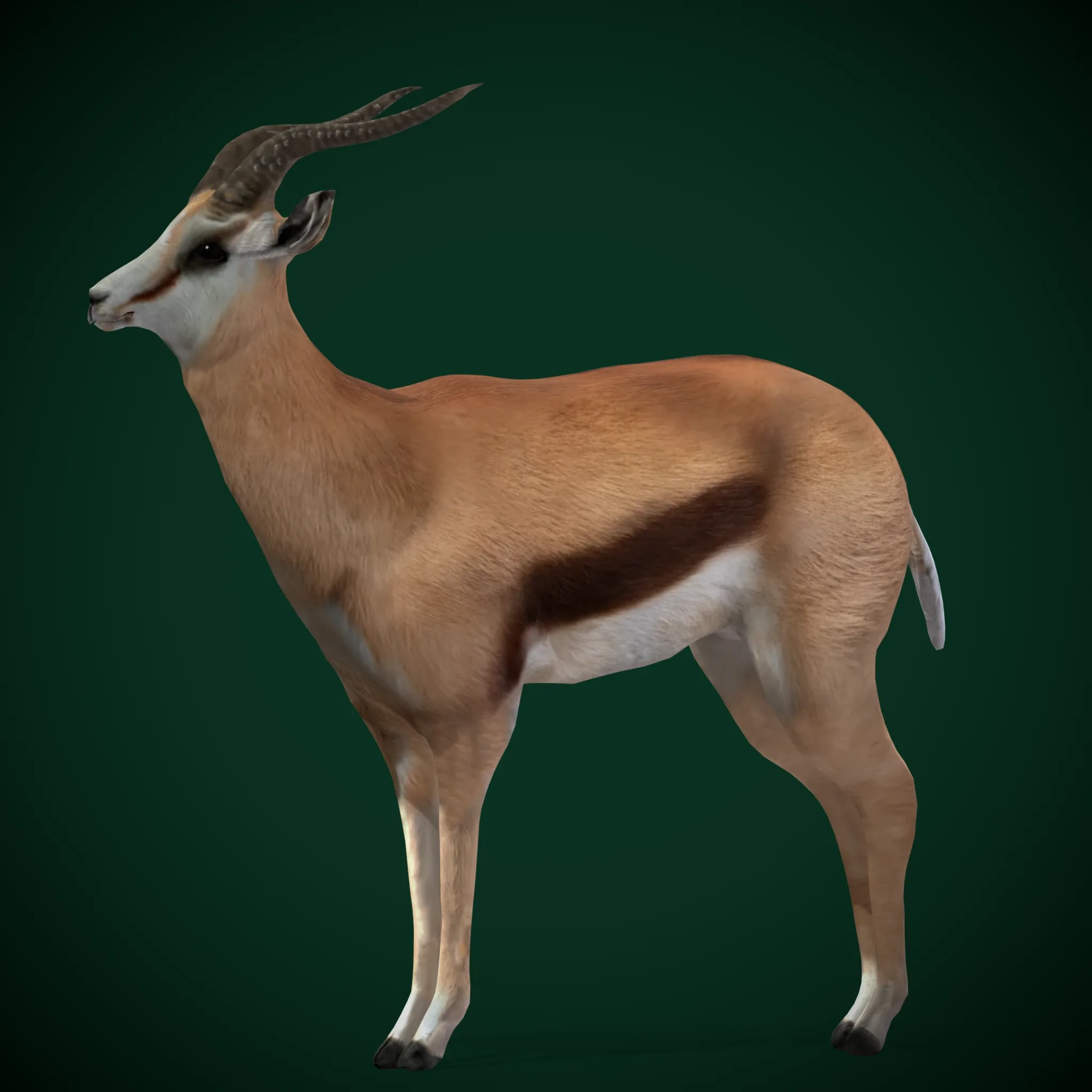 Springbok Antelope Animal