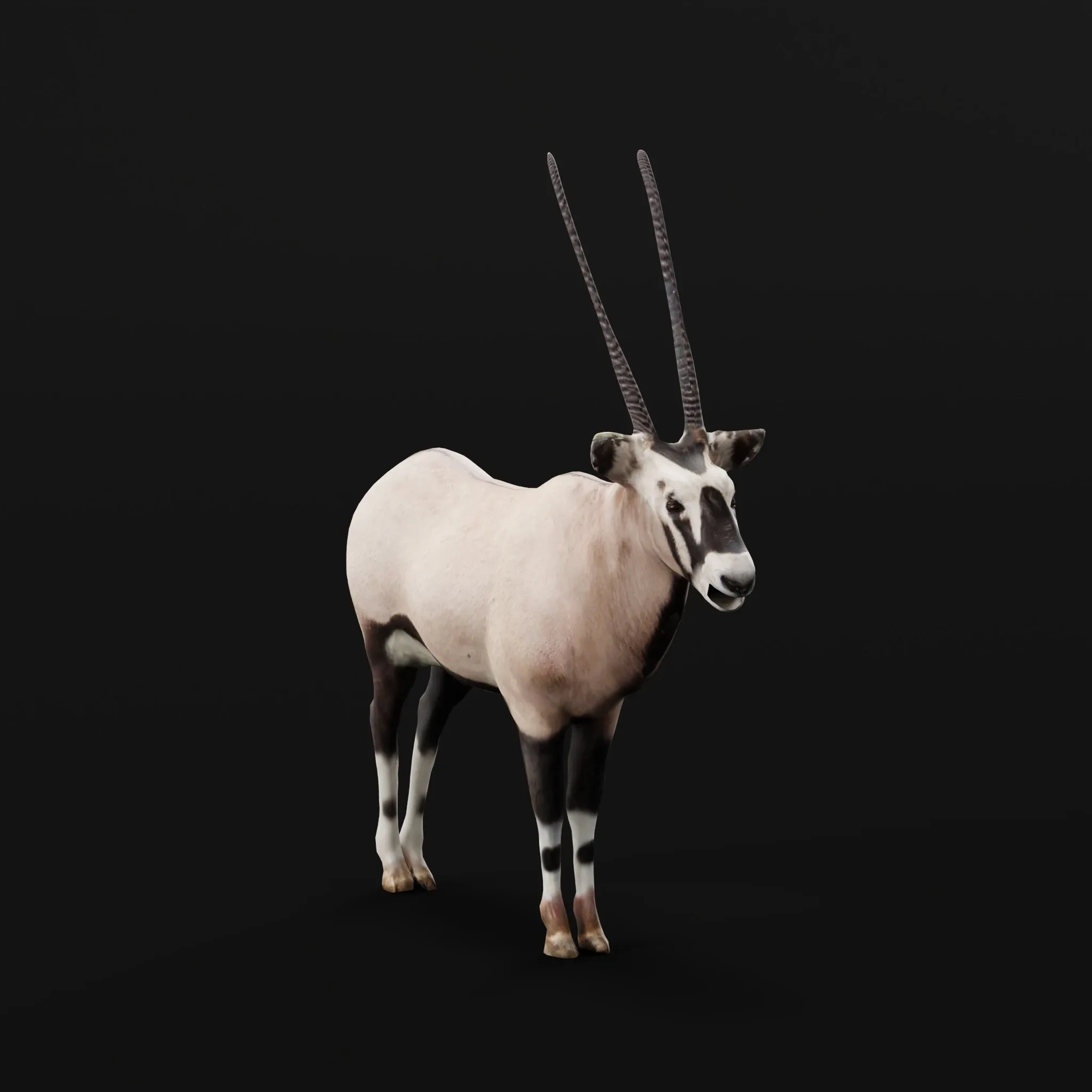 Gemsbok Oryx Antelope