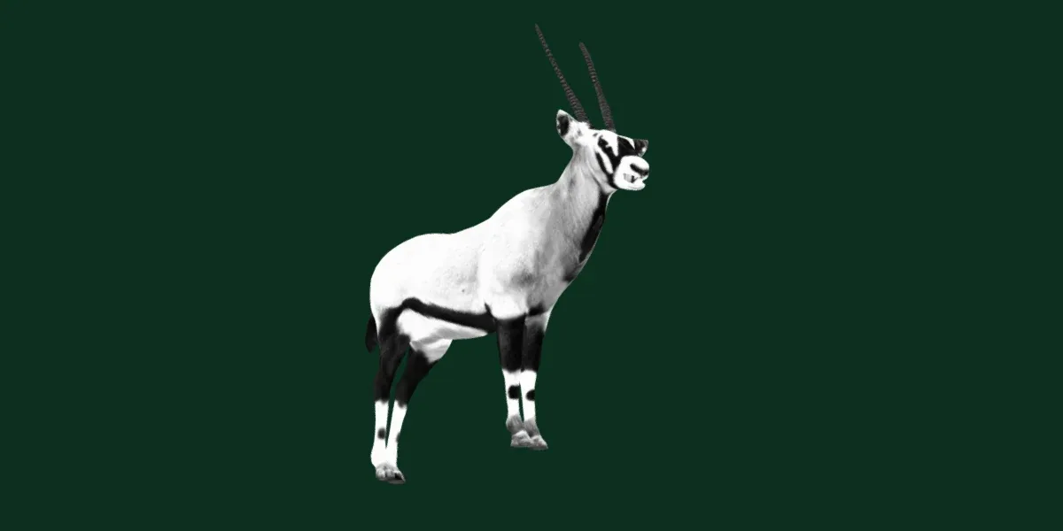 Gemsbok Oryx Antelope
