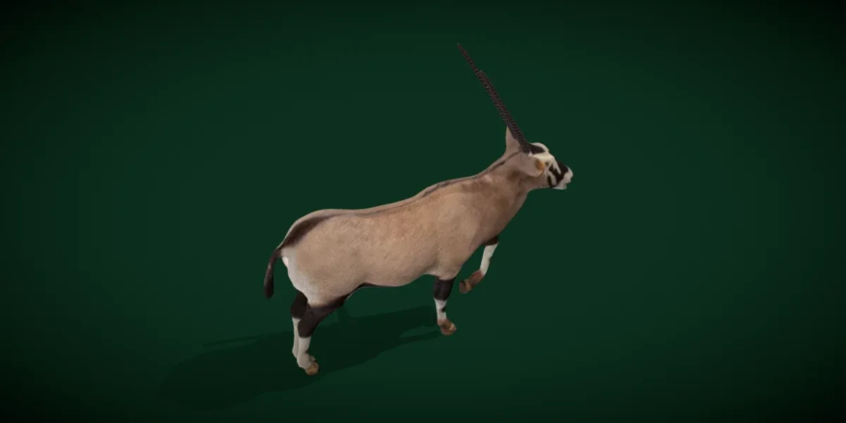 Gemsbok Oryx Antelope