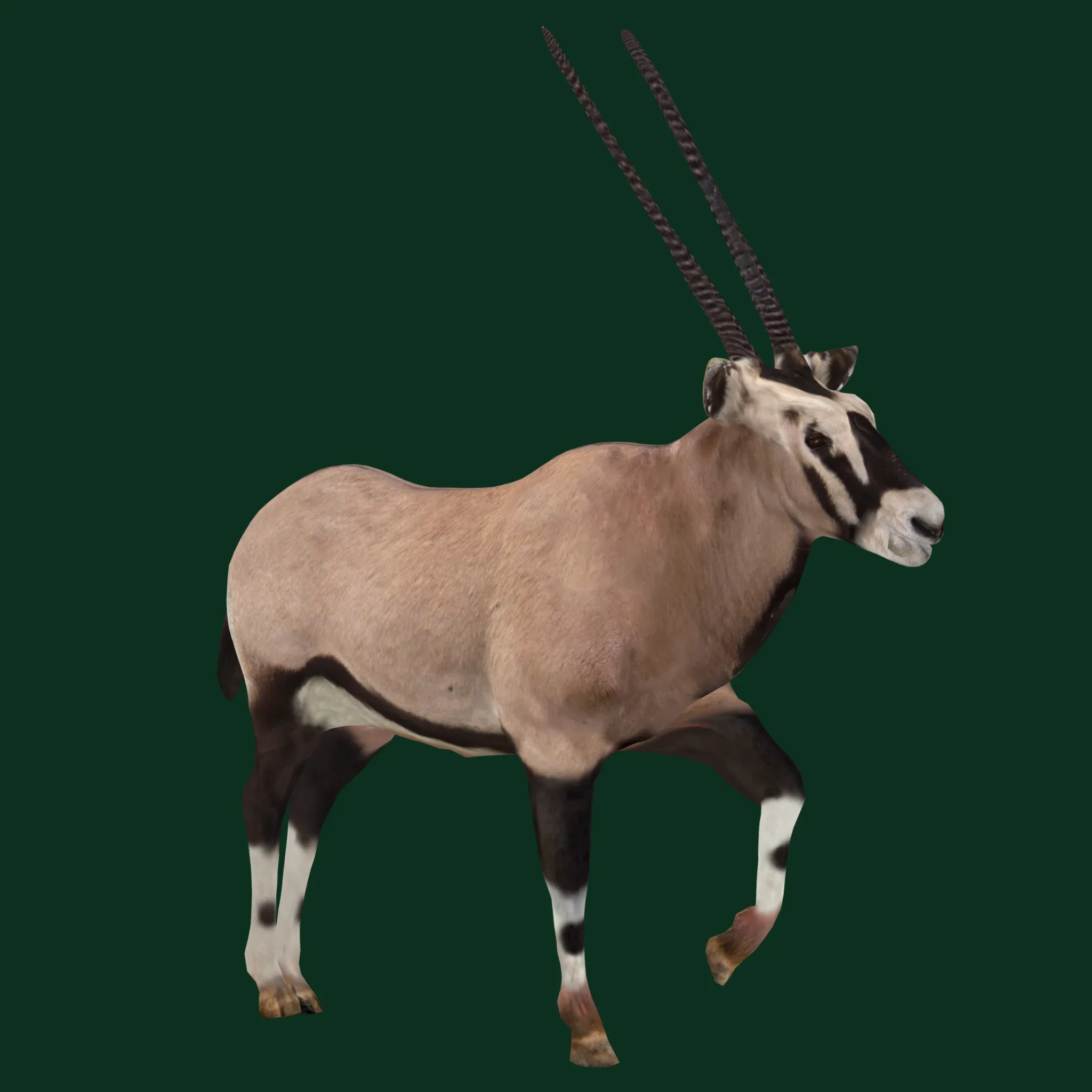 Gemsbok Oryx Antelope