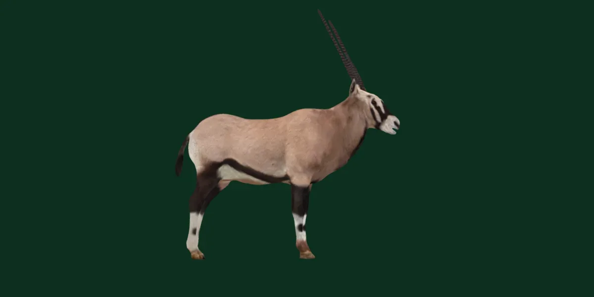 Gemsbok Oryx Antelope