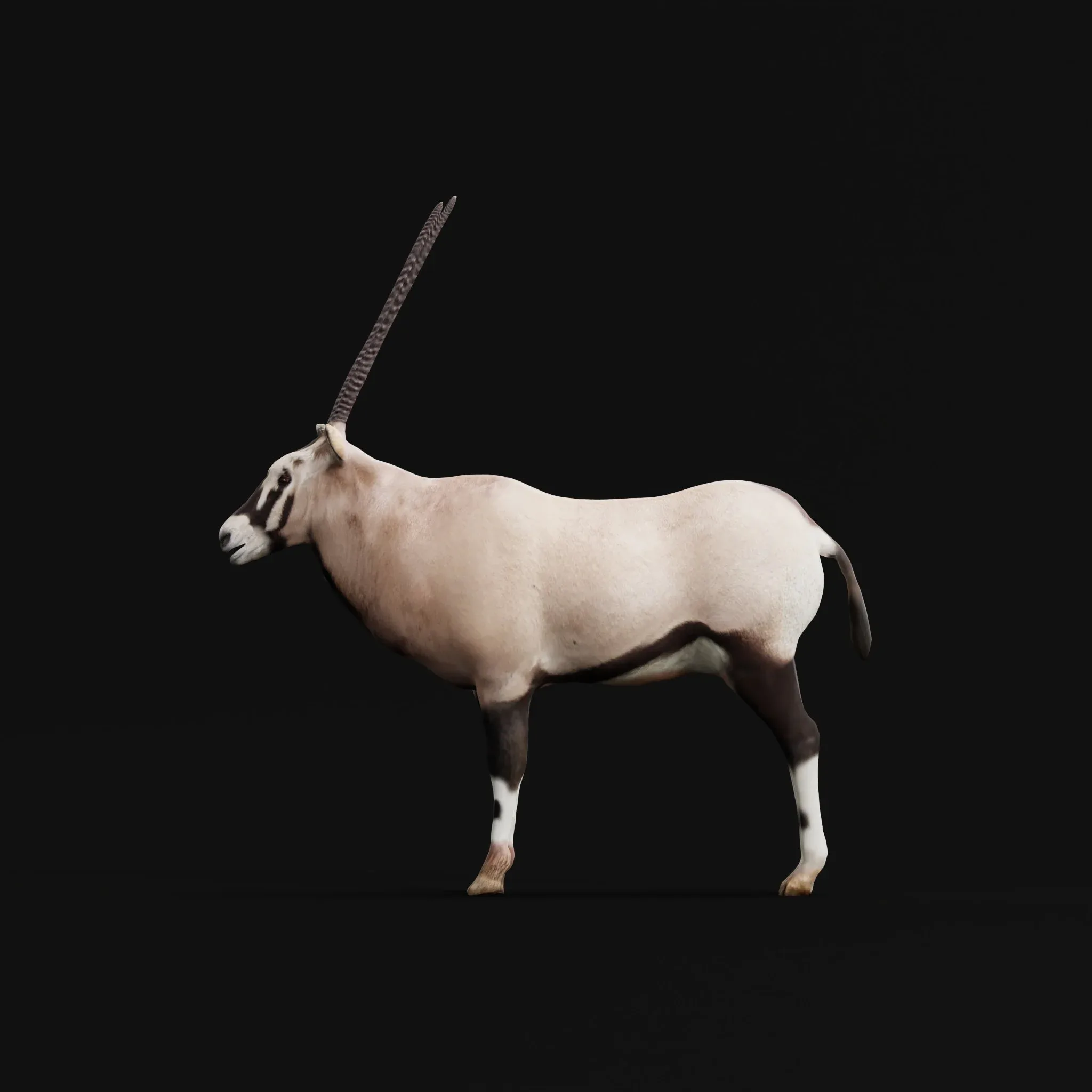 Gemsbok Oryx Antelope