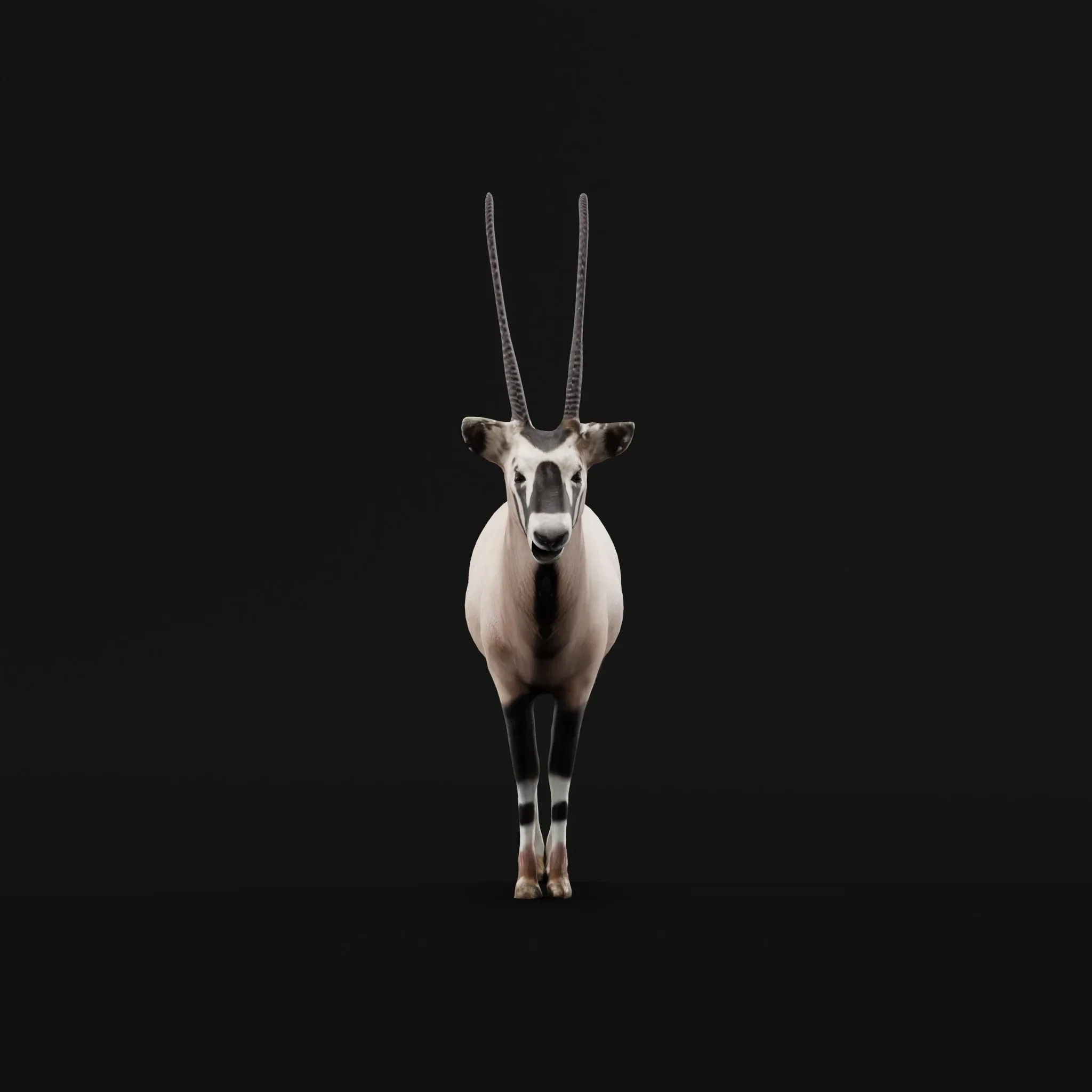Gemsbok Oryx Antelope