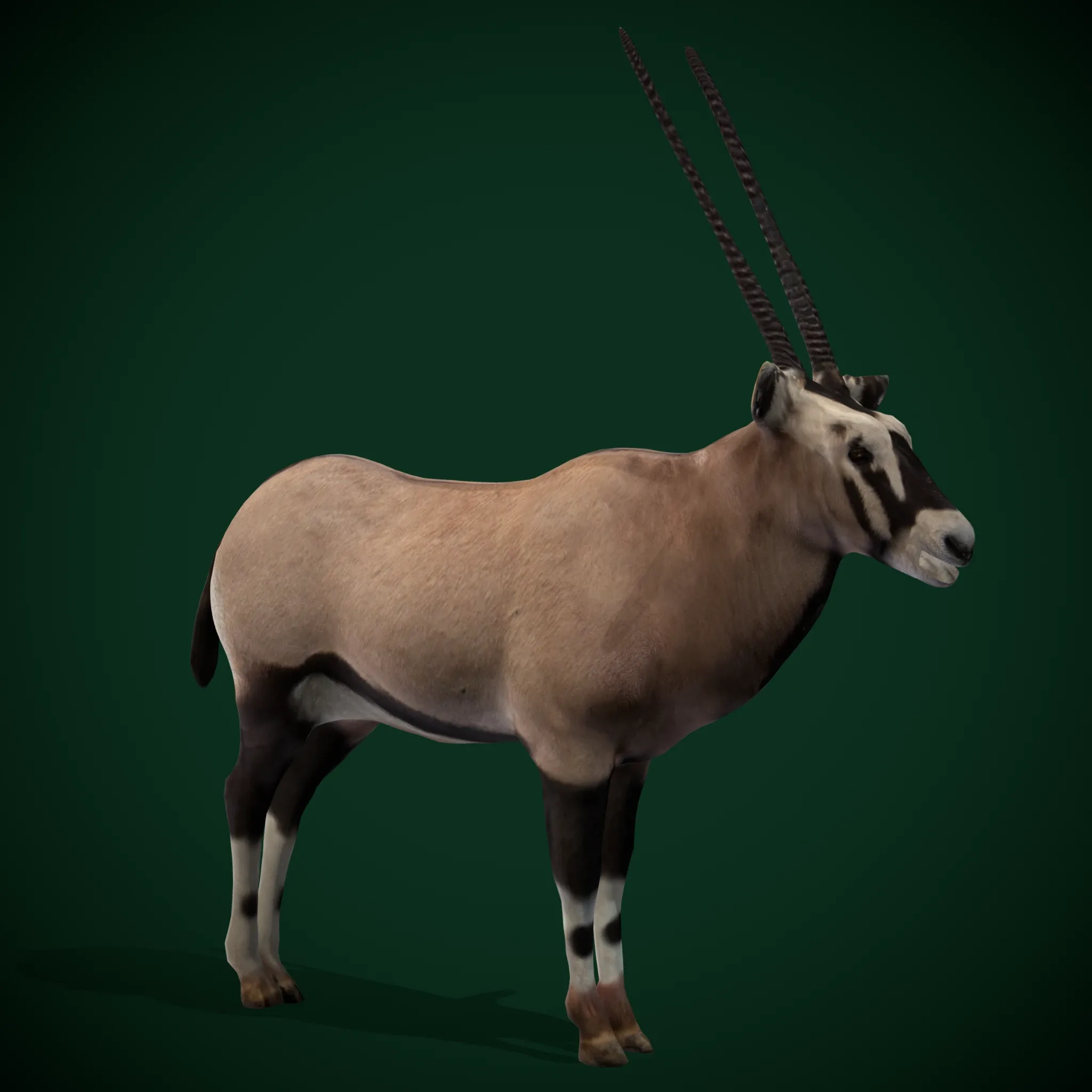 Gemsbok Oryx Antelope