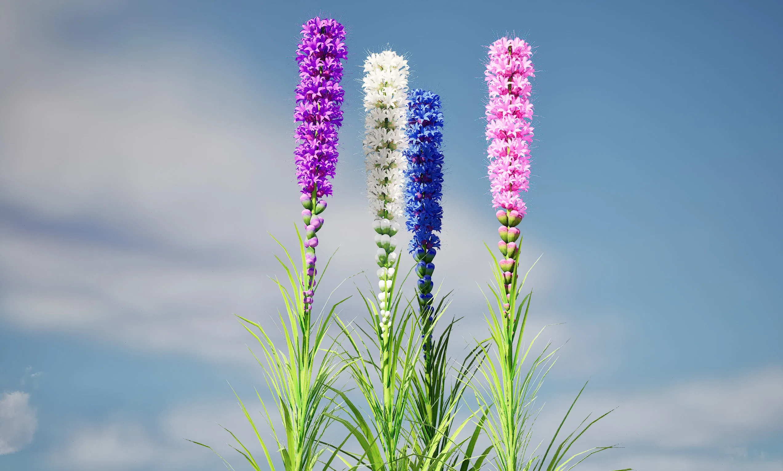 Meadow-blazingstar flowers