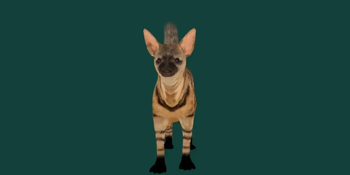 Aardwolf Hyena Animal