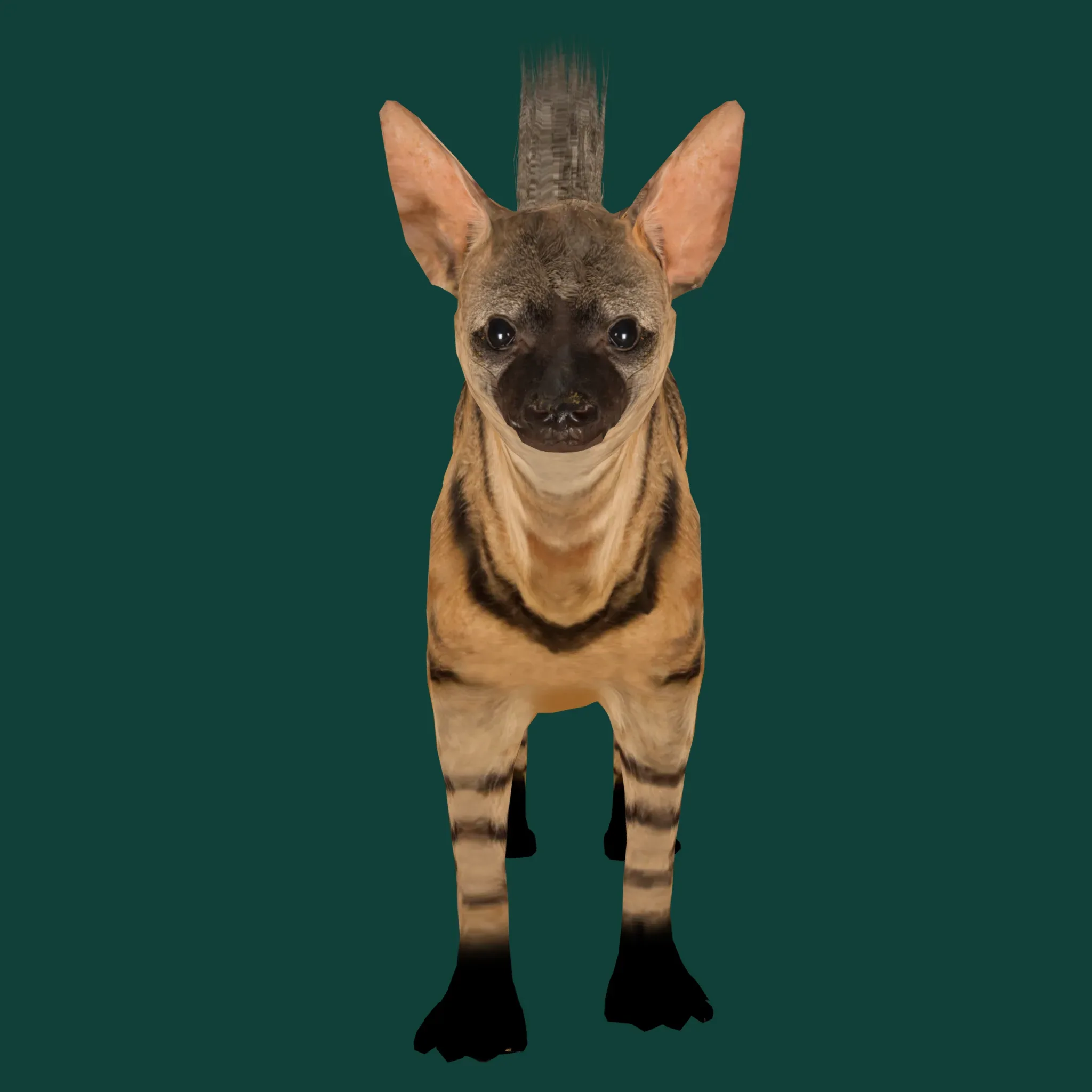 Aardwolf Hyena Animal