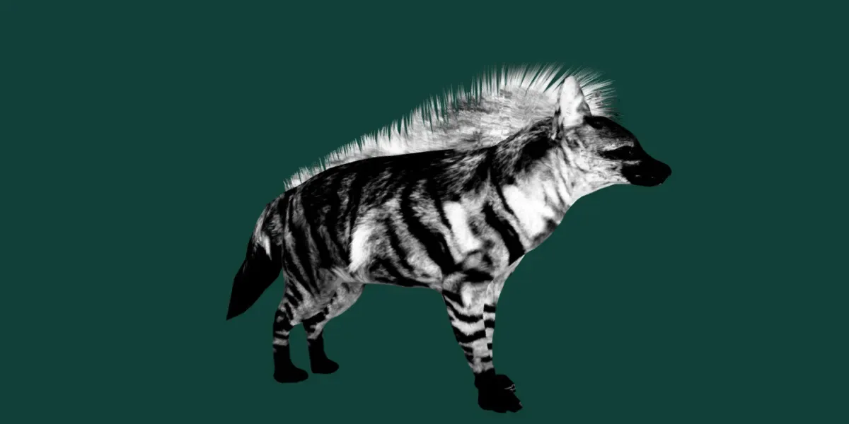 Aardwolf Hyena Animal