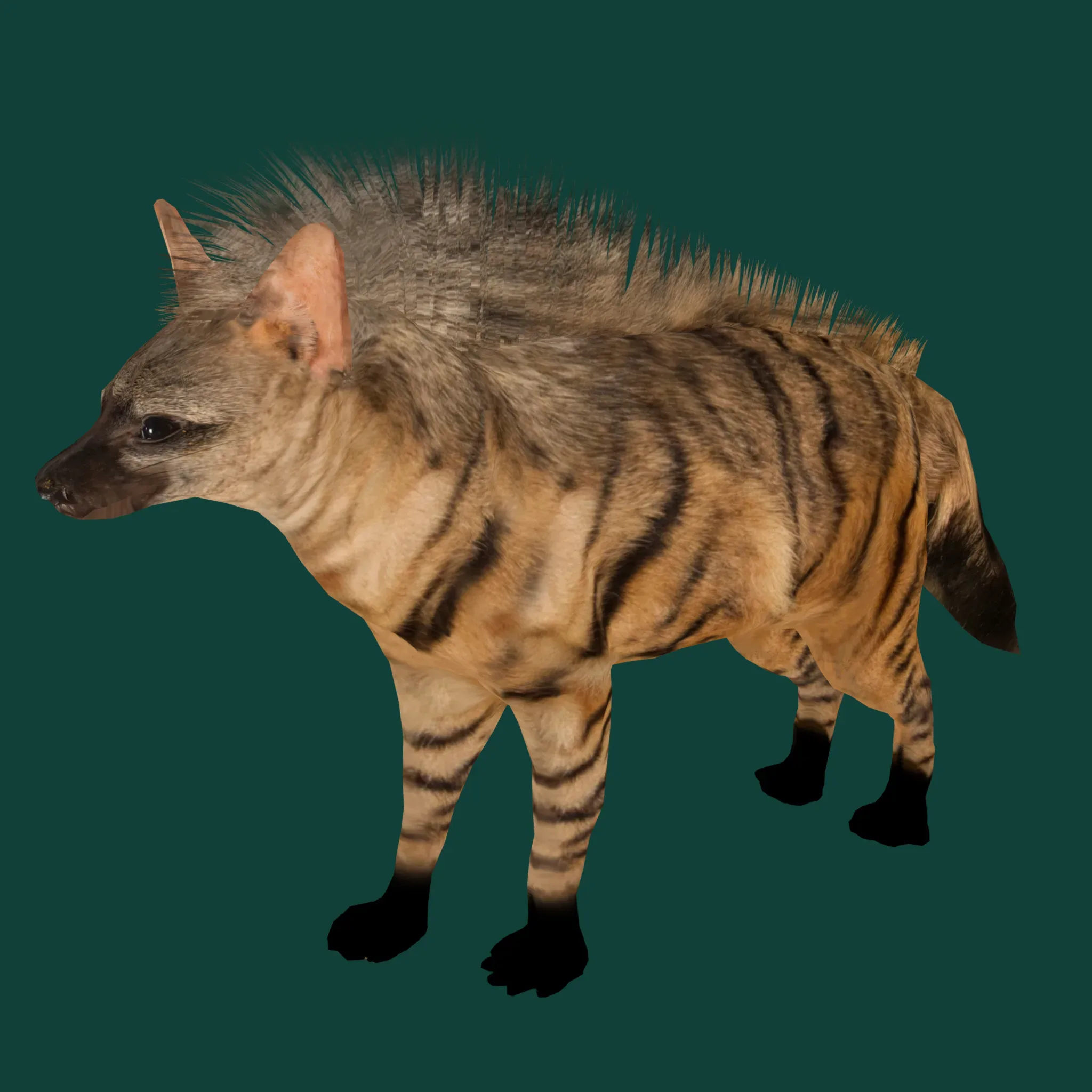 Aardwolf Hyena Animal