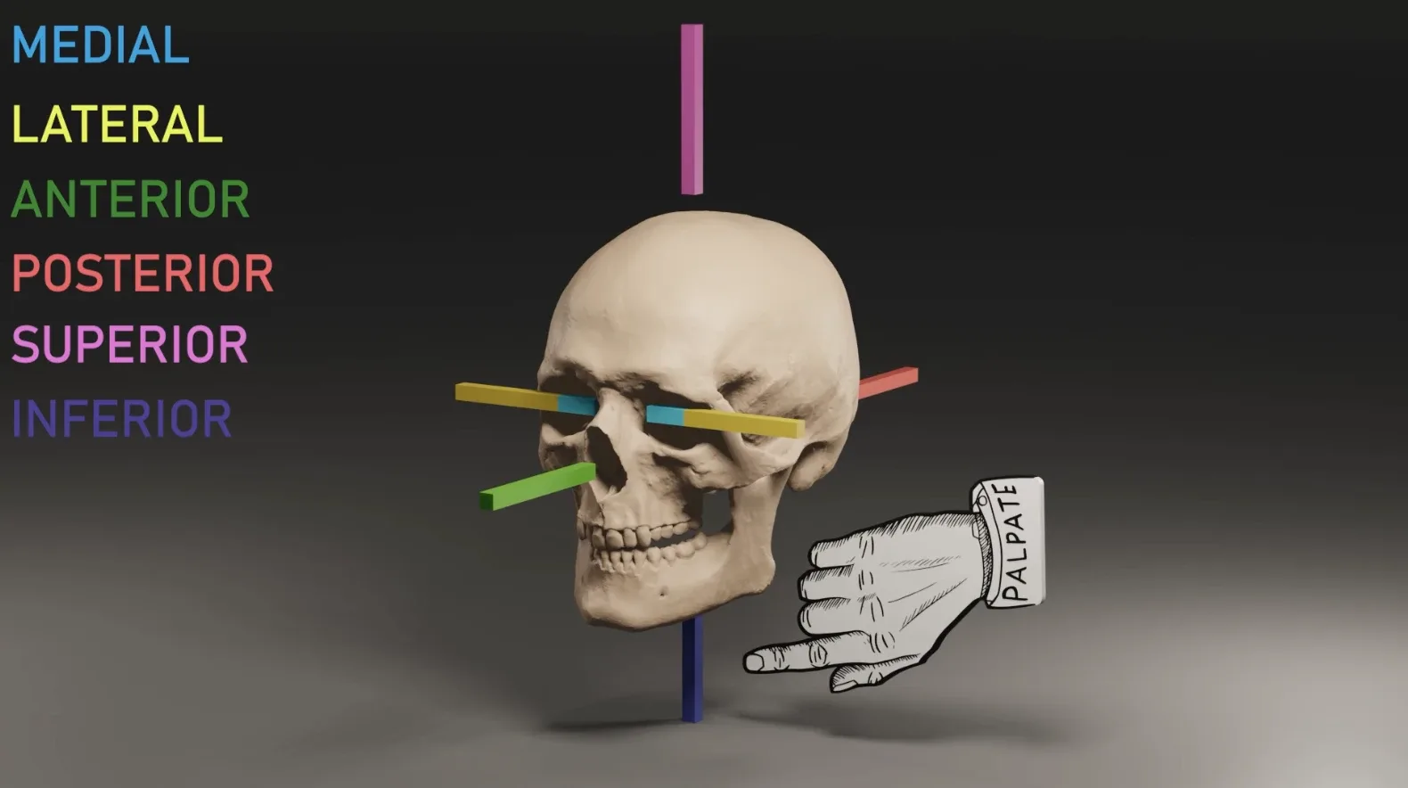 SKULL ANATOMY 101