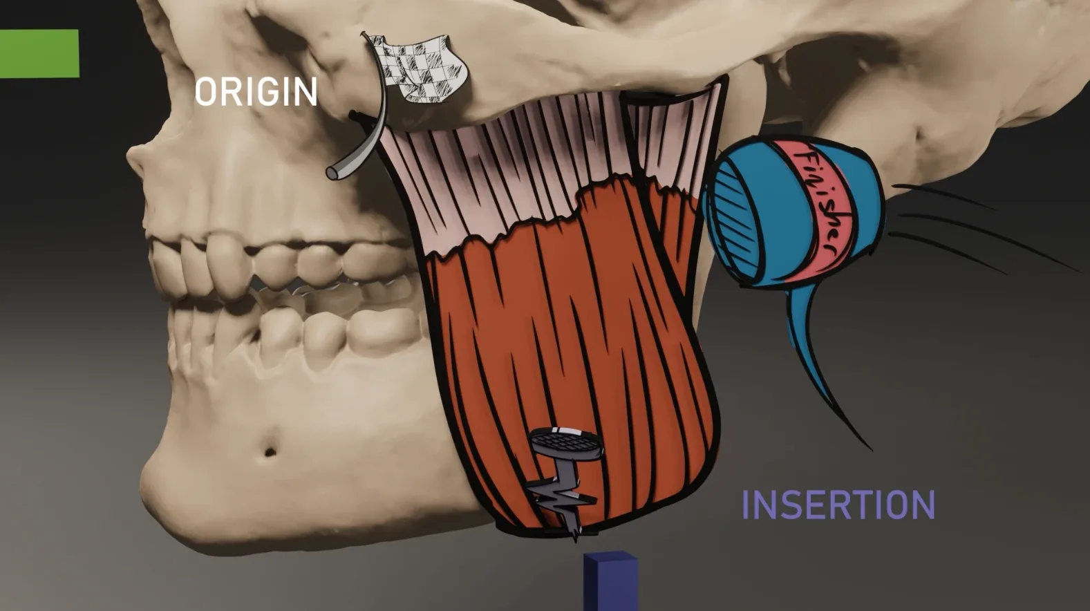 SKULL ANATOMY 101