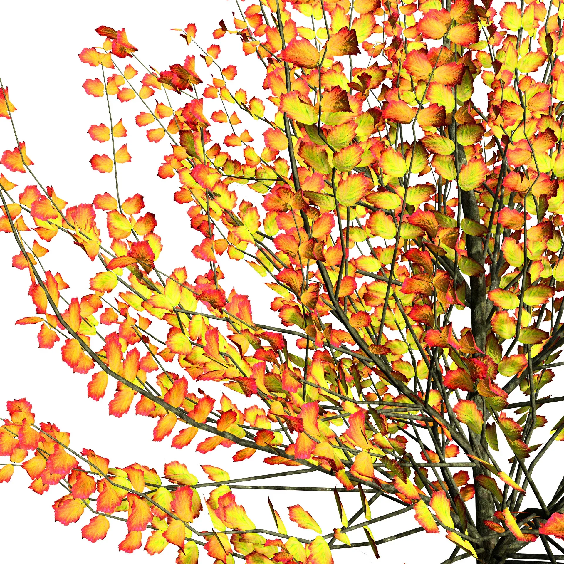 Hamamelis vernalis in 3D
