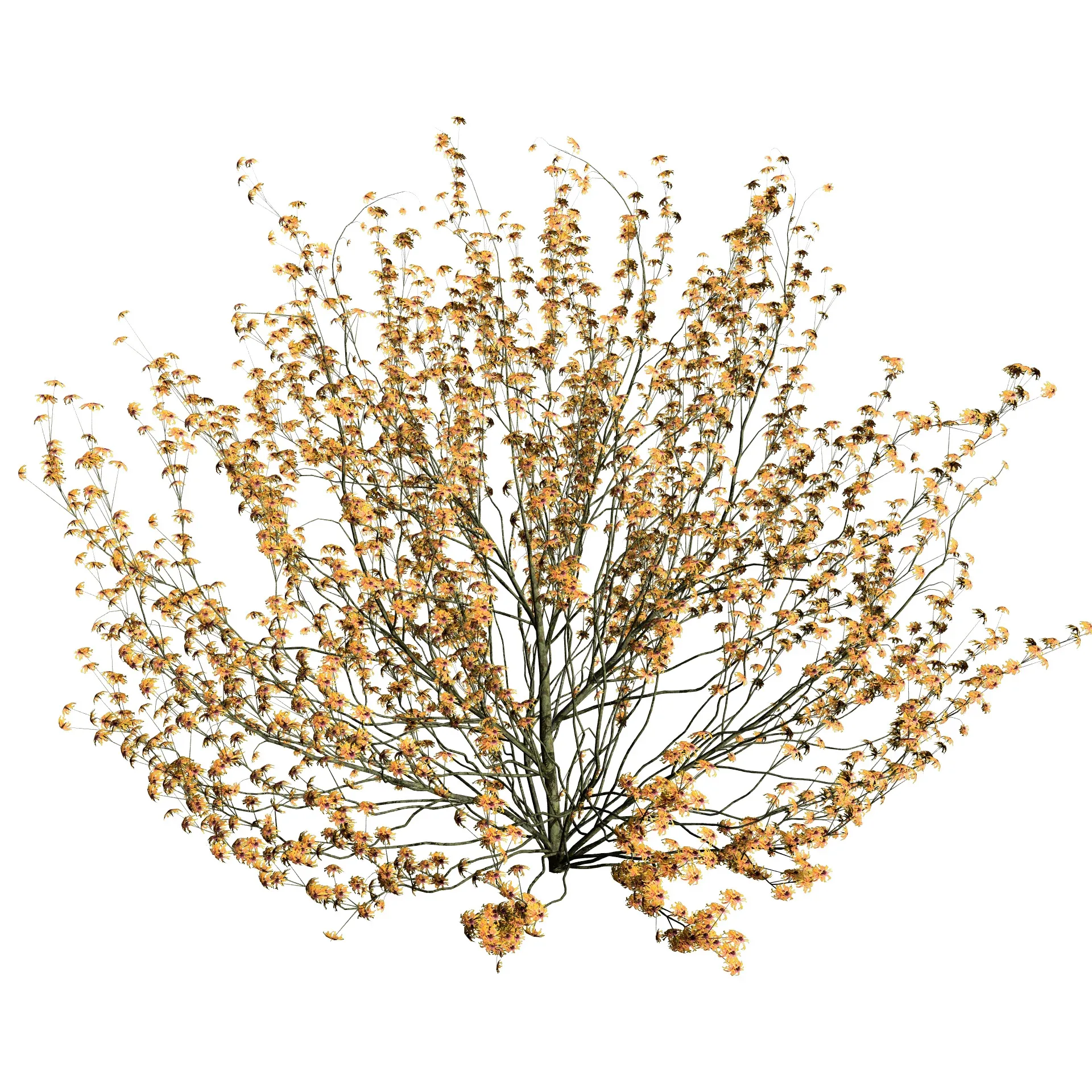 Hamamelis vernalis in 3D