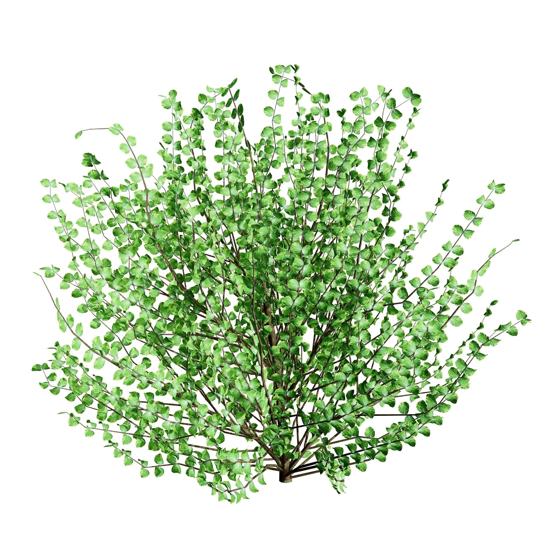 Hamamelis vernalis in 3D