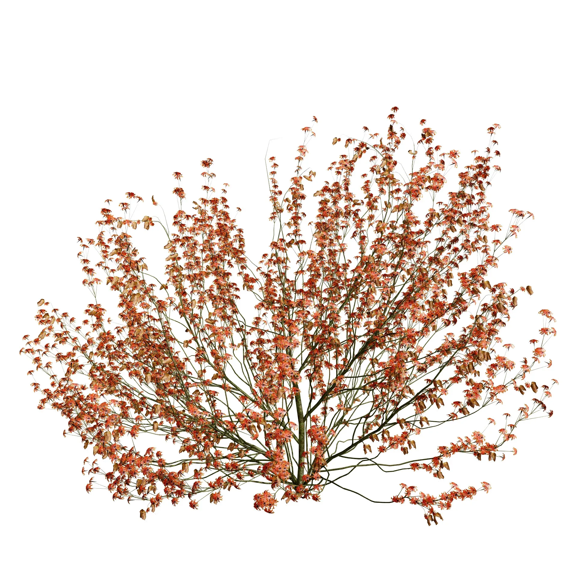 Hamamelis vernalis in 3D