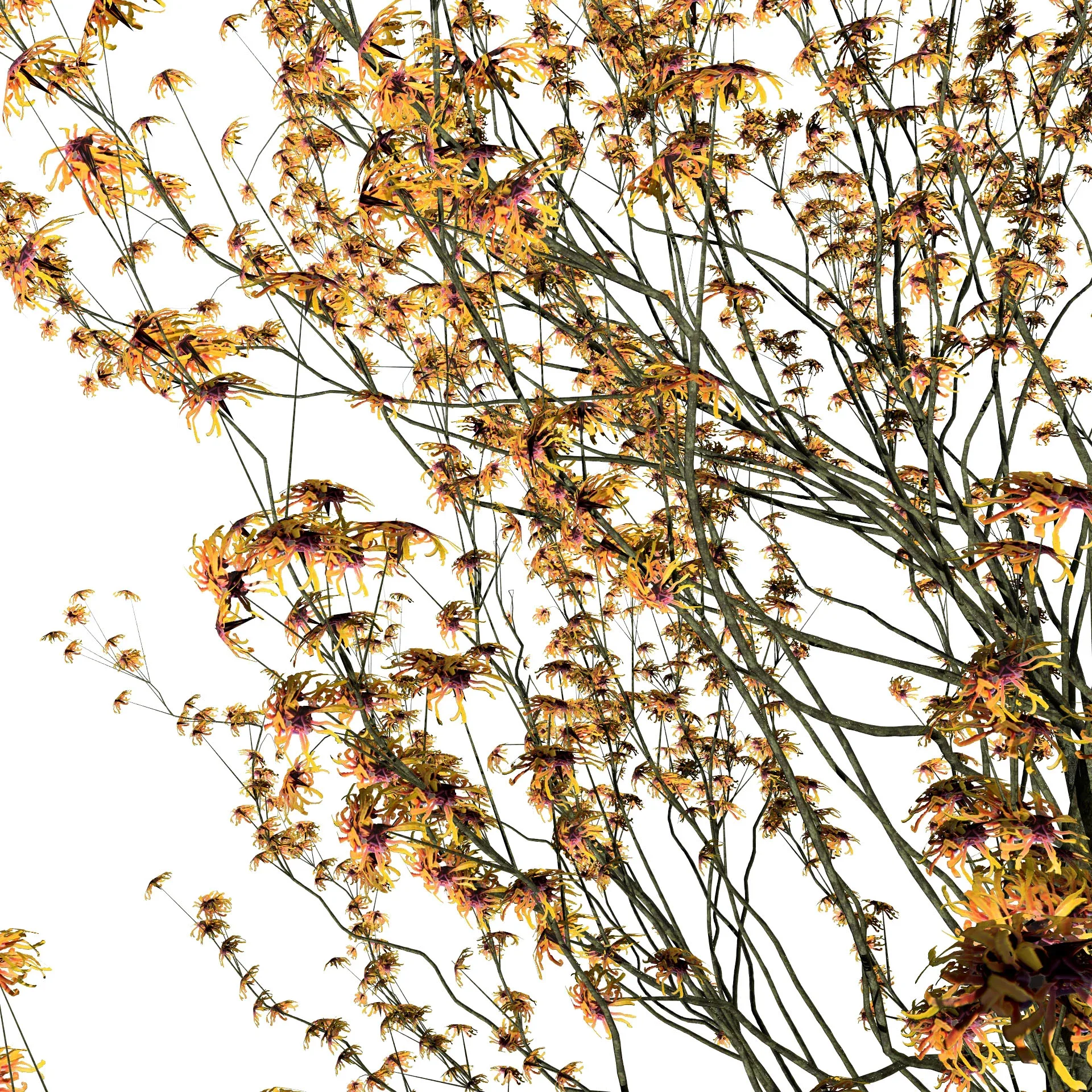 Hamamelis vernalis in 3D