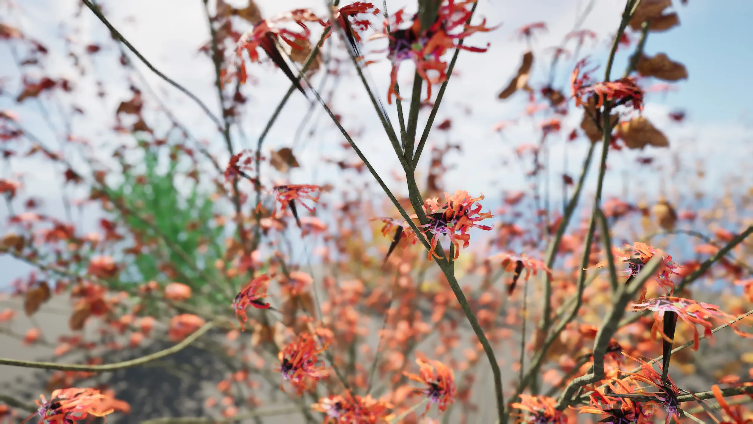 Hamamelis vernalis in 3D