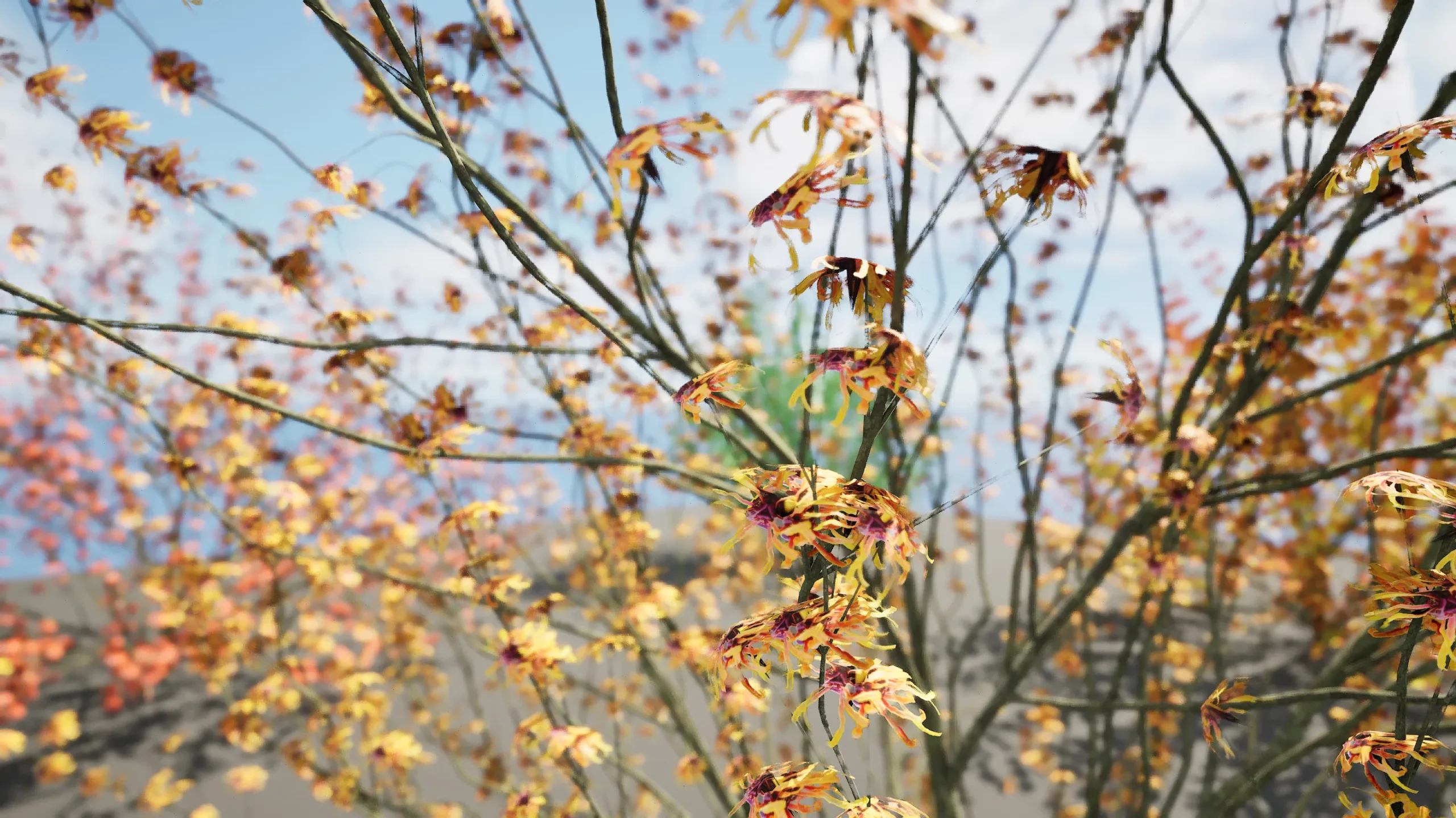 Hamamelis vernalis in 3D