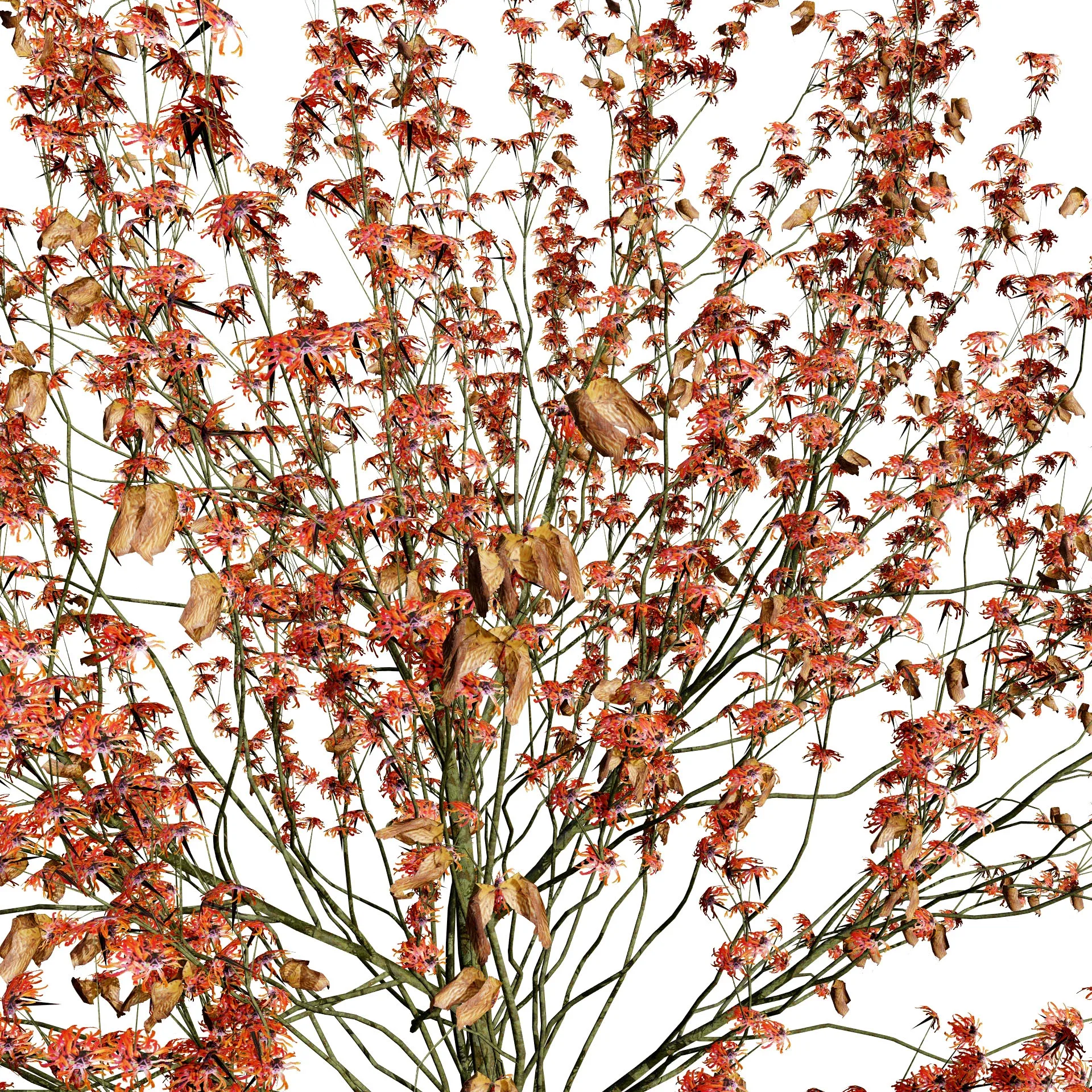 Hamamelis vernalis in 3D