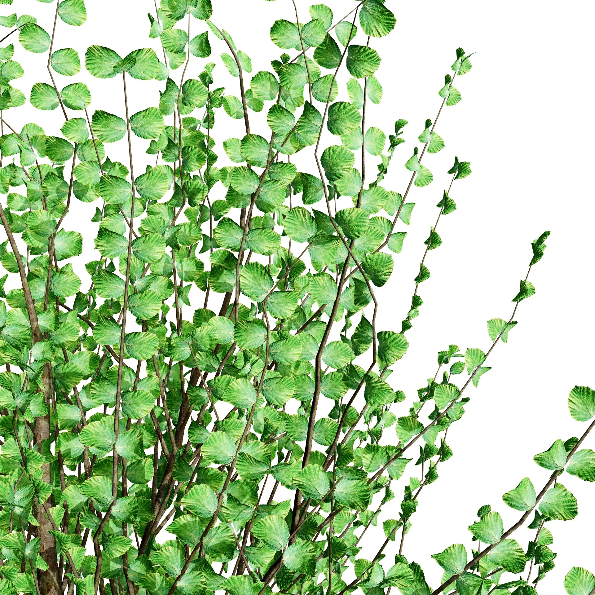 Hamamelis vernalis in 3D