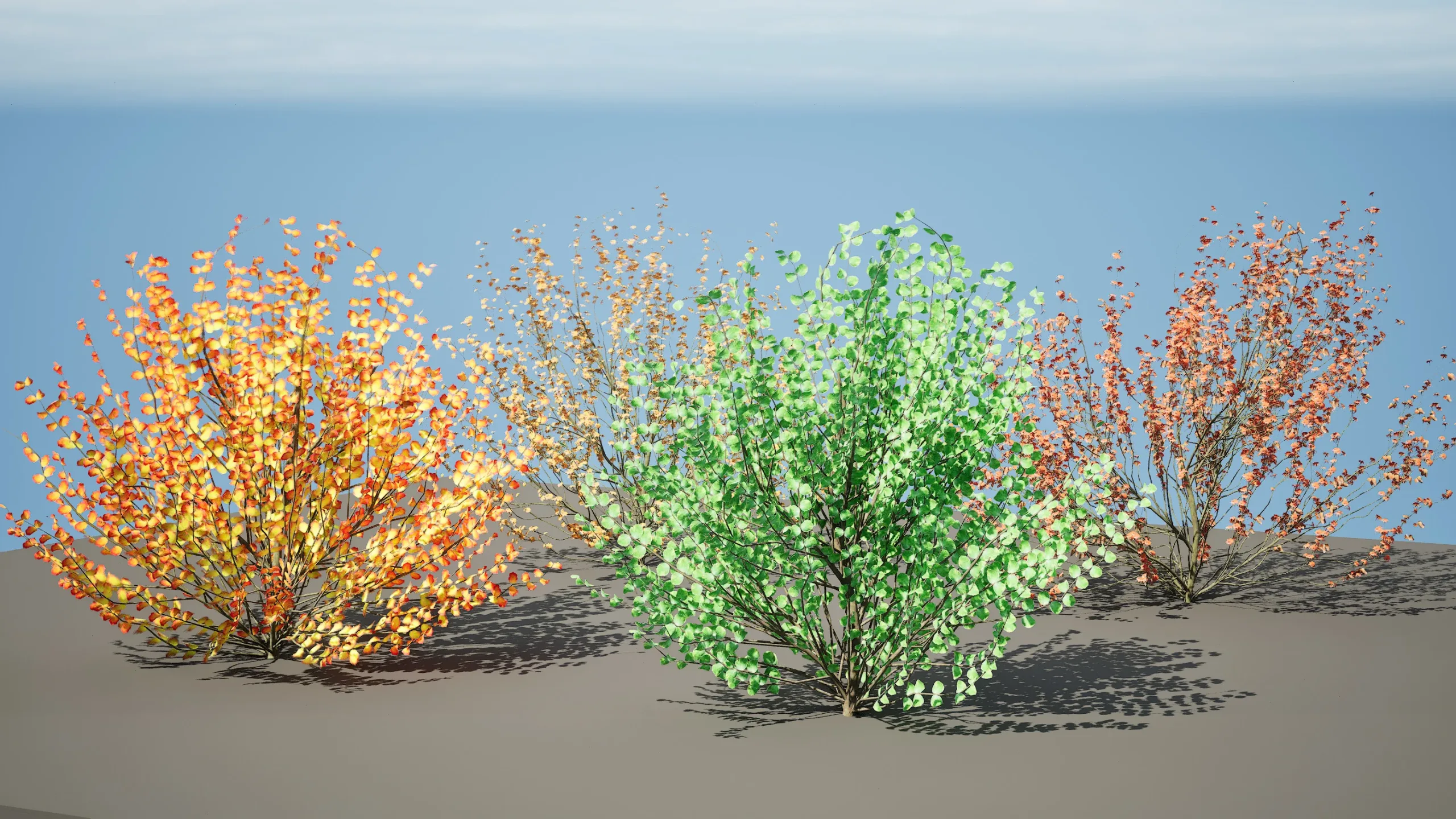 Hamamelis vernalis in 3D