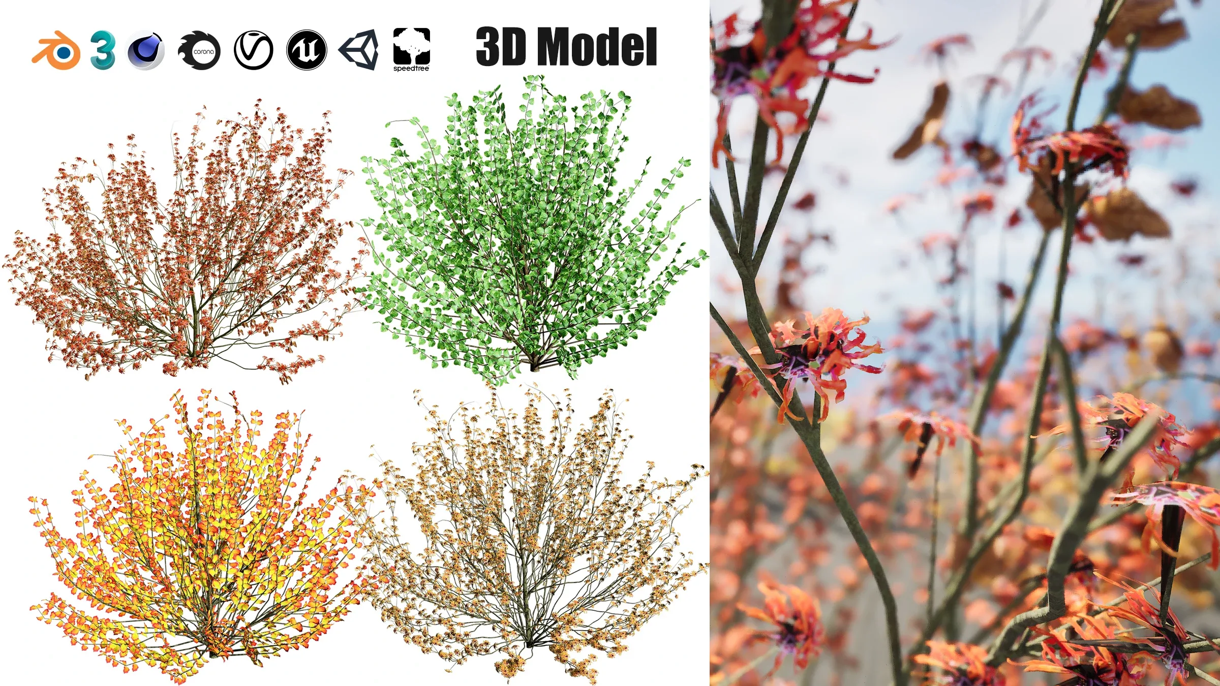 Hamamelis vernalis in 3D