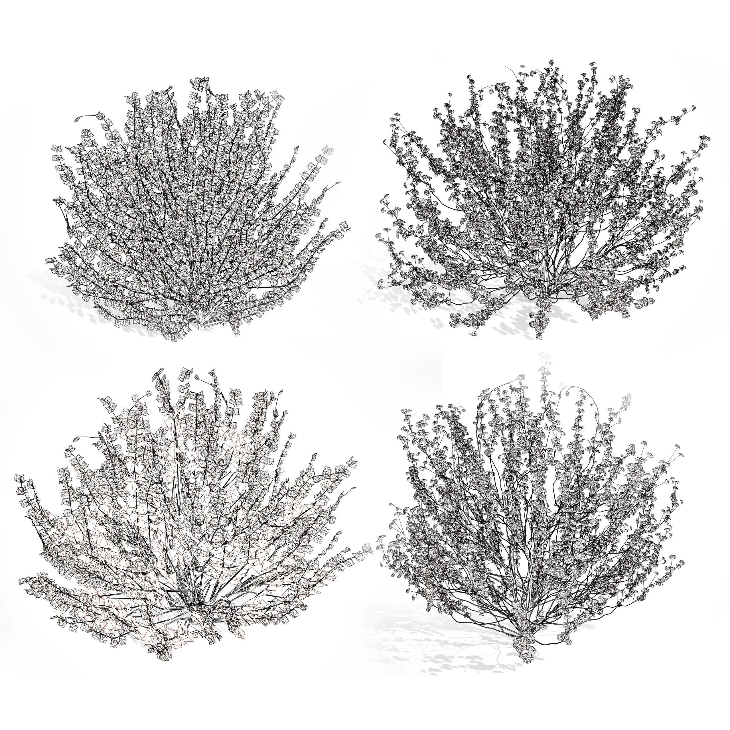 Hamamelis vernalis in 3D