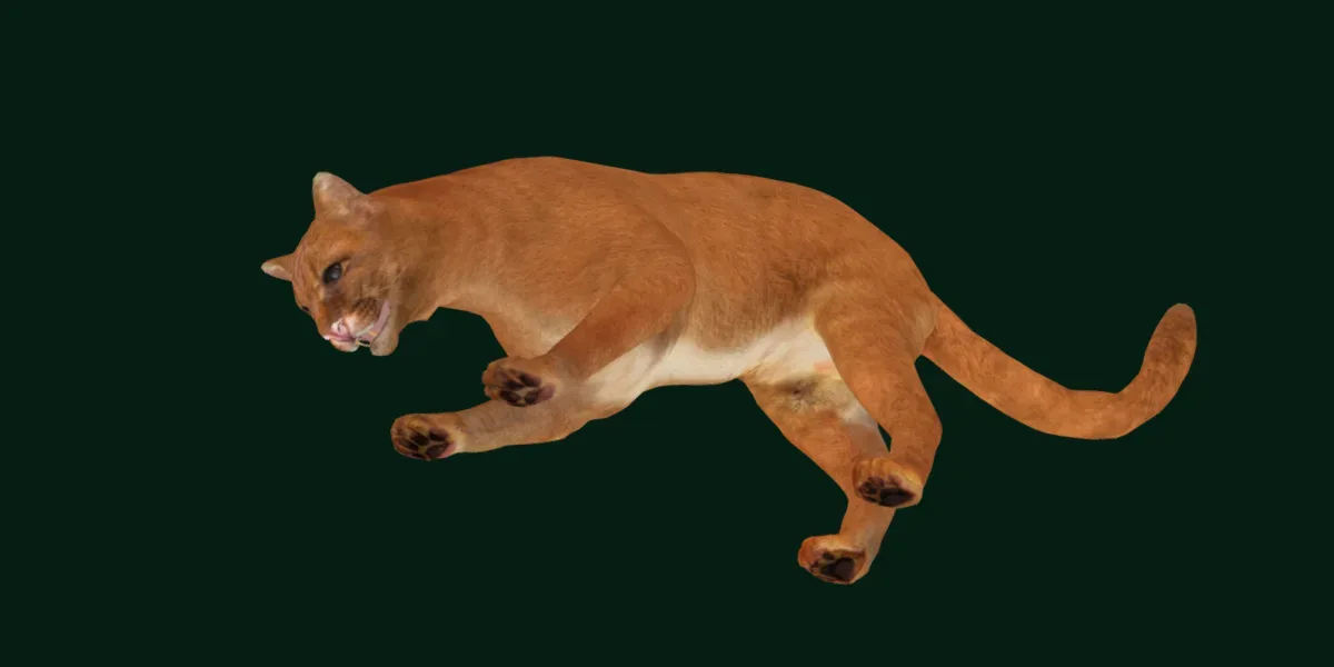 Jaguarundi Wildcat