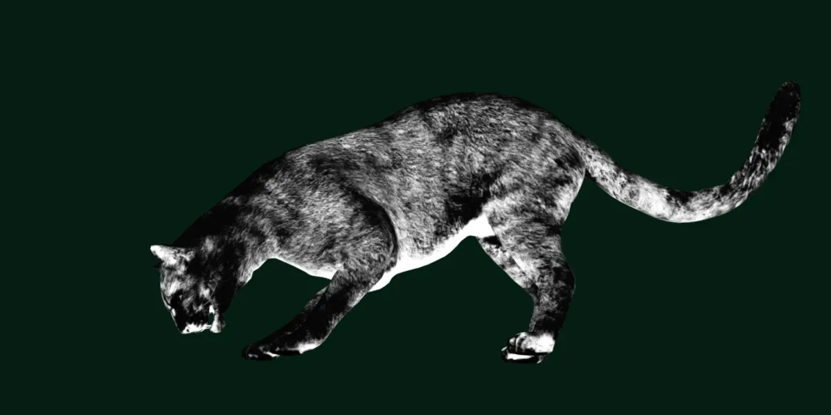 Jaguarundi Wildcat