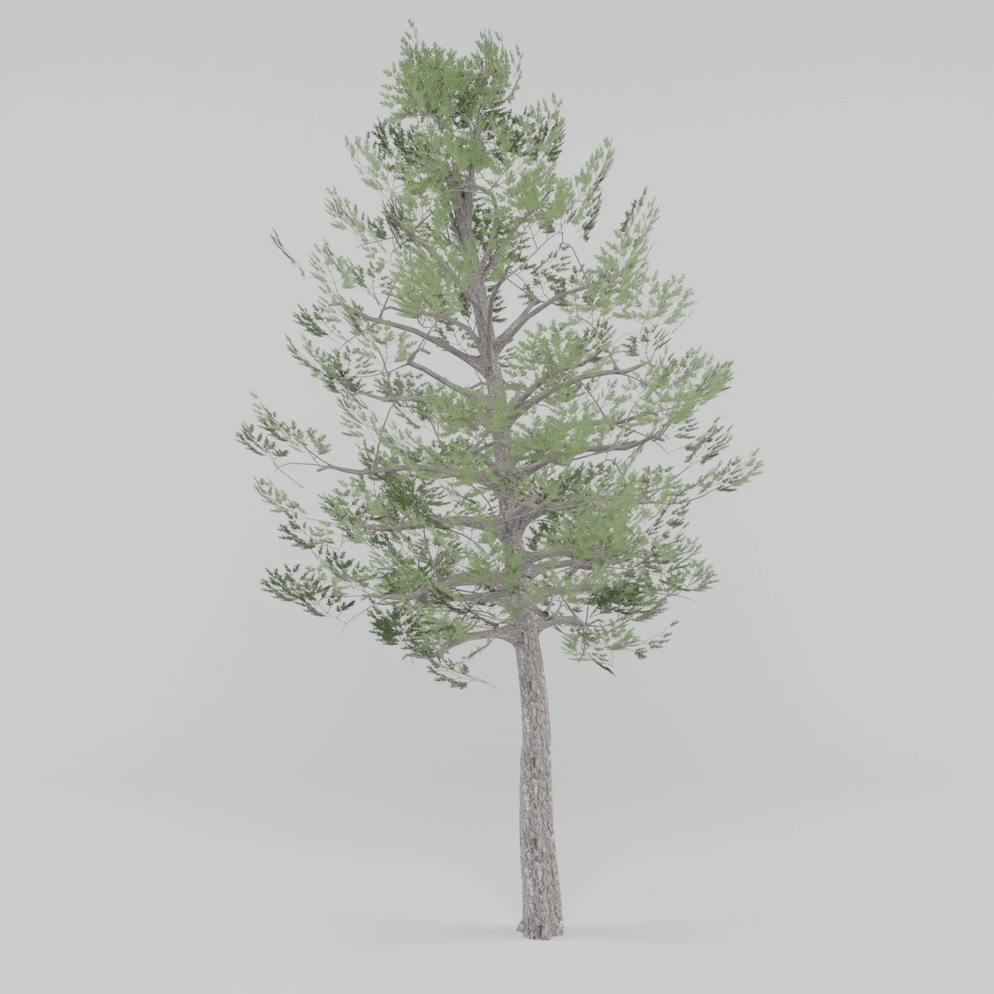 Tree Collection 2