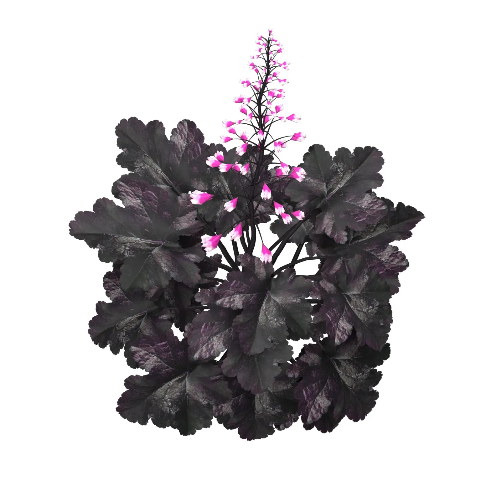 Black Pearl plant flowers