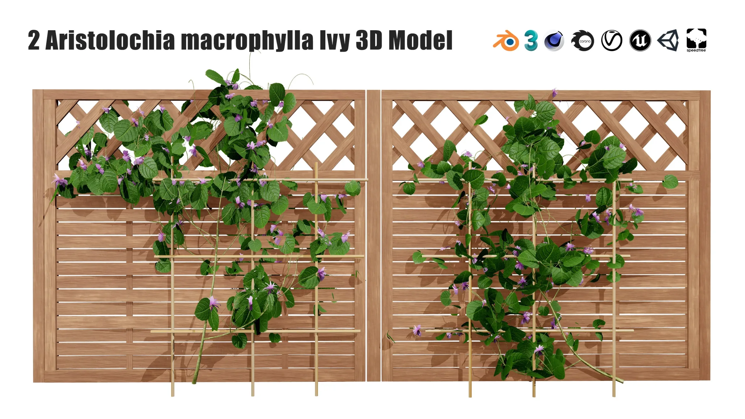 Aristolochia macrophylla vine 3d model
