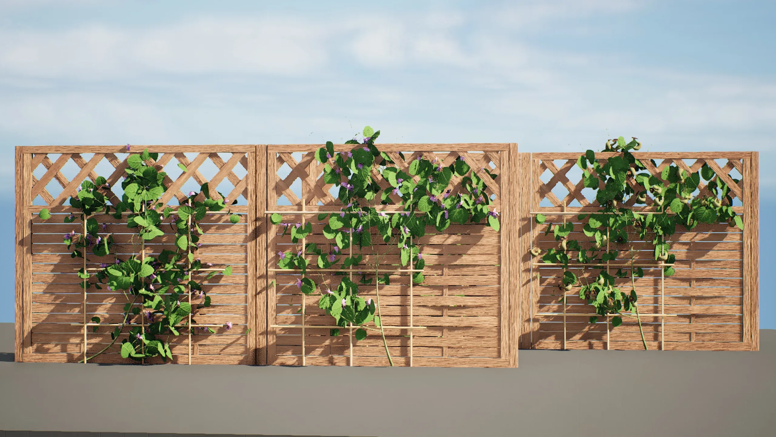 Aristolochia macrophylla vine 3d model