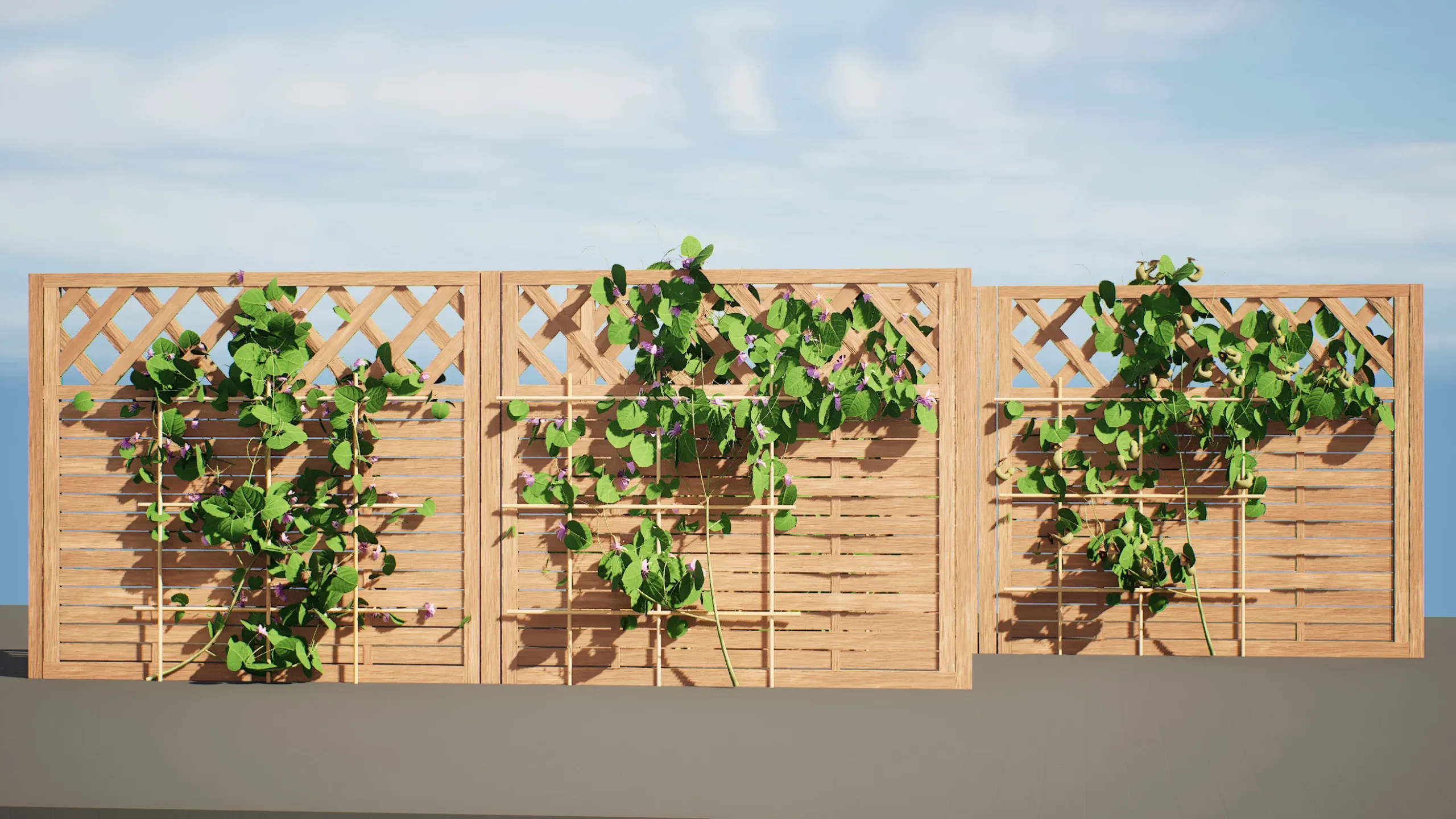 Aristolochia macrophylla vine 3d model