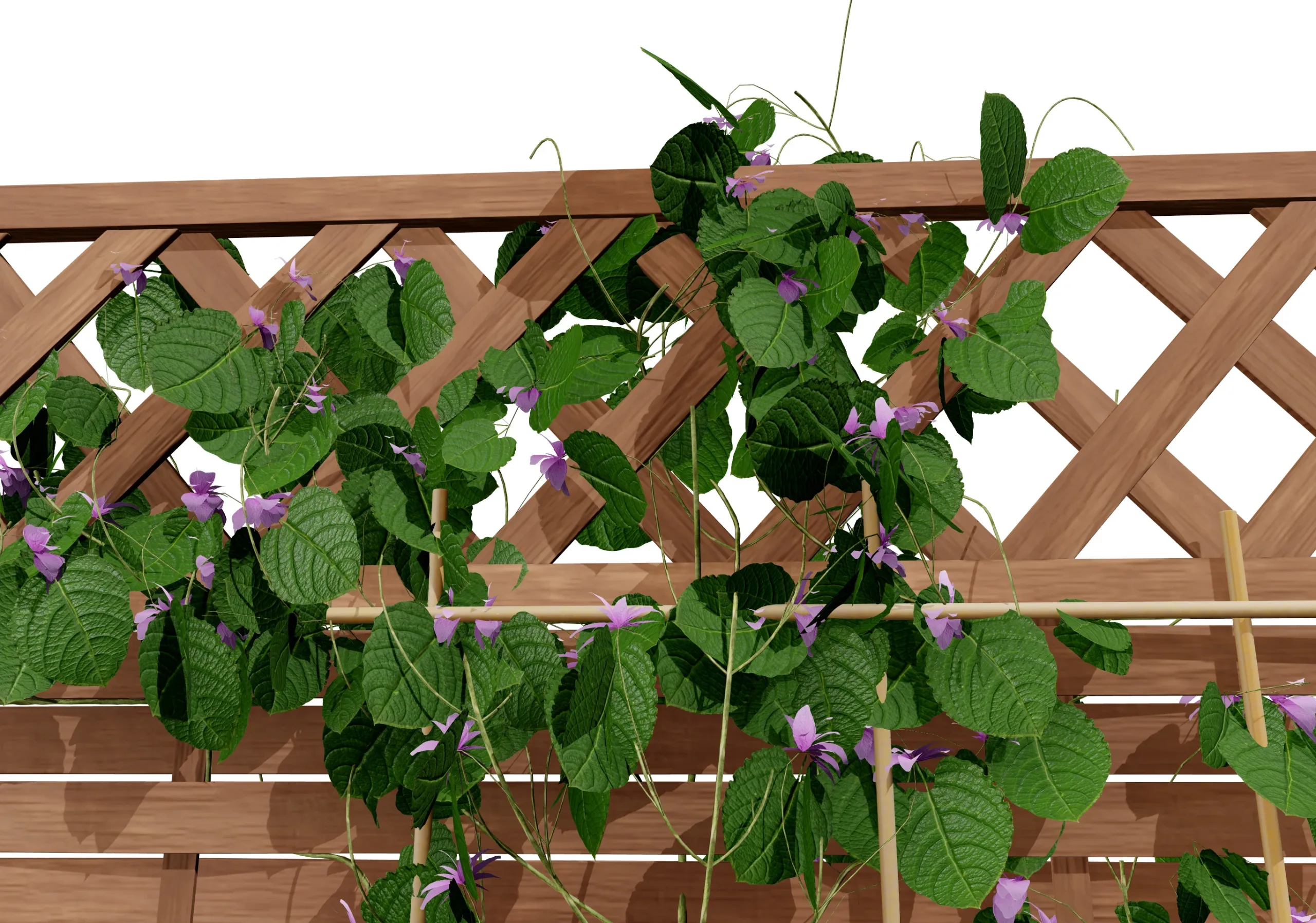 Aristolochia macrophylla vine 3d model