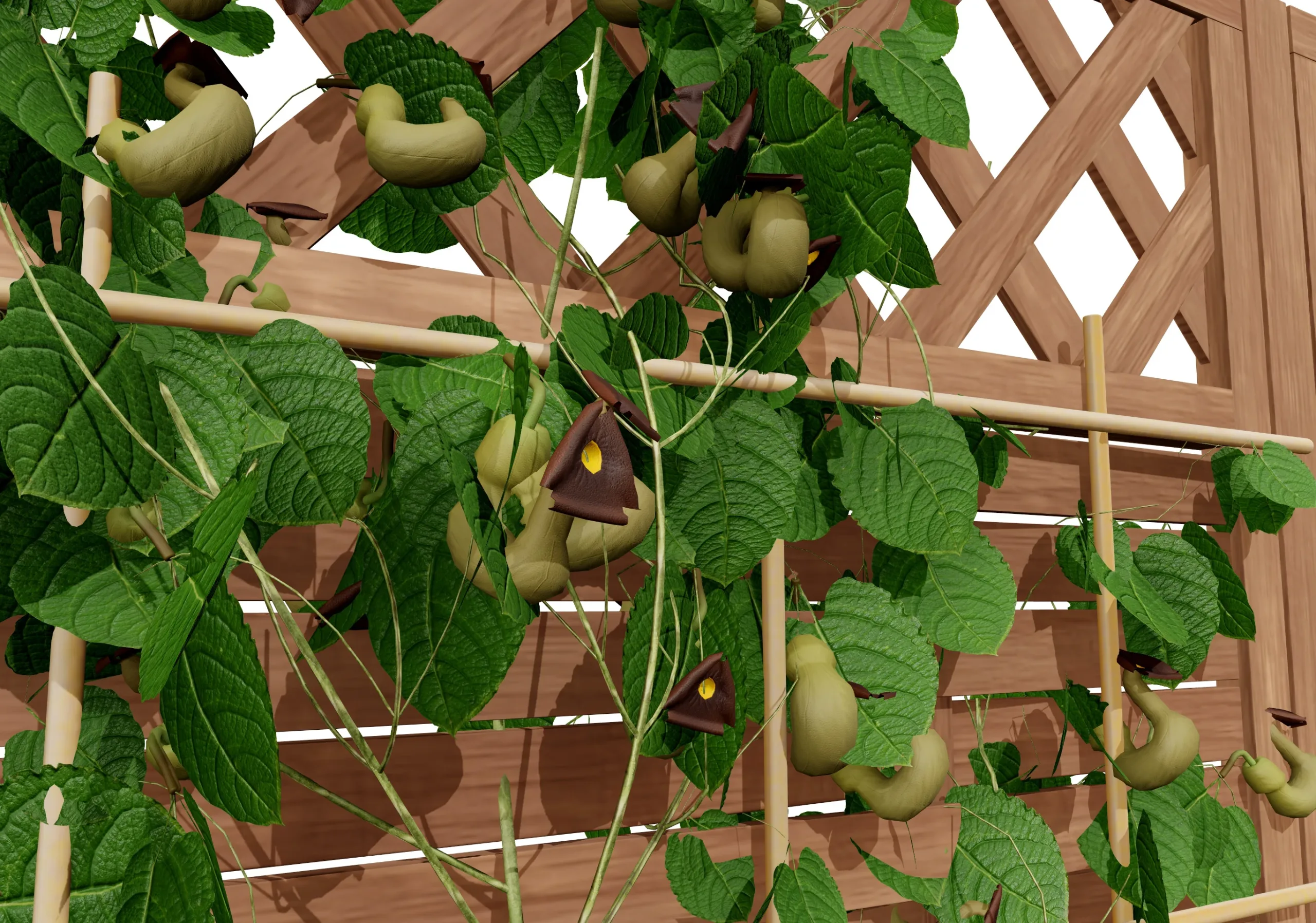 Aristolochia macrophylla vine 3d model