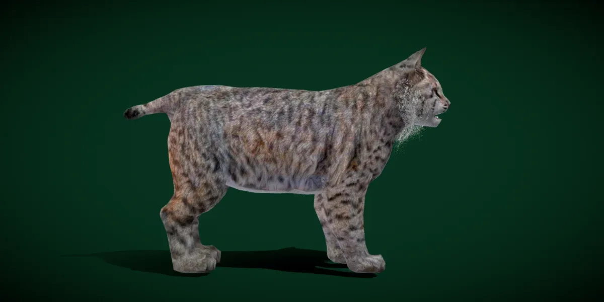 Bobcat Red Lynx