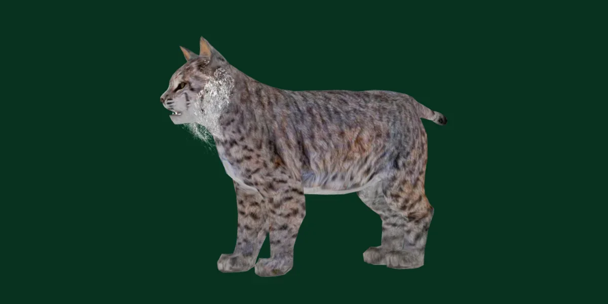 Bobcat Red Lynx