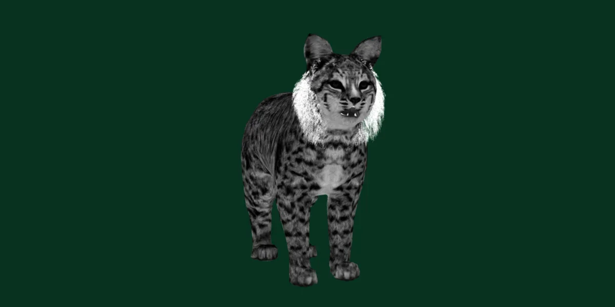 Bobcat Red Lynx