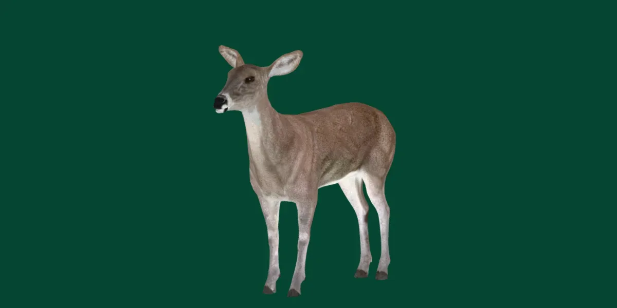 White-Tailed Female Deer